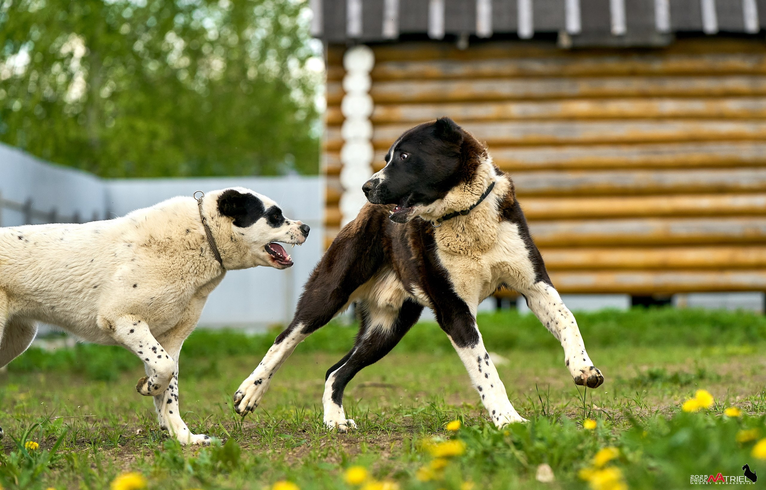 Съемка в питомнике