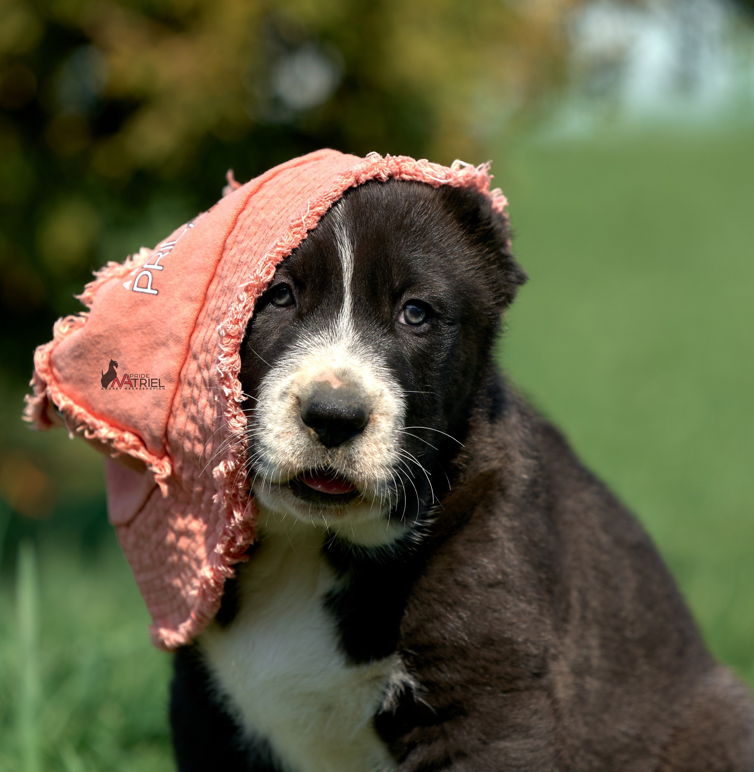 Среднеазиаты — щенки и взрослые