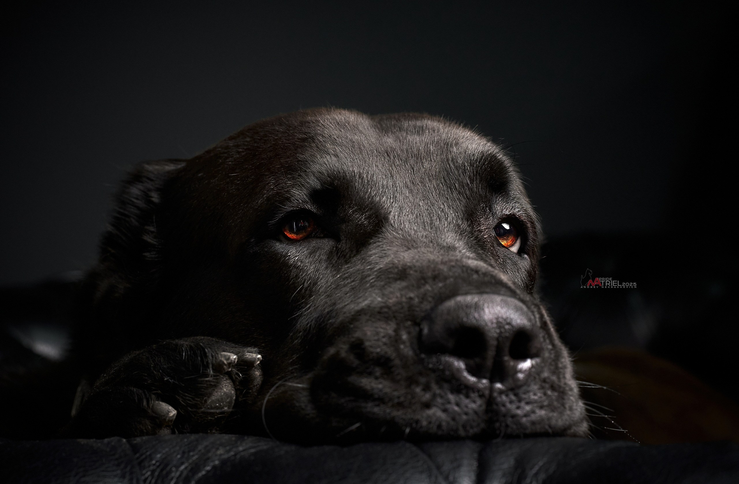 Съемка алабая в студии