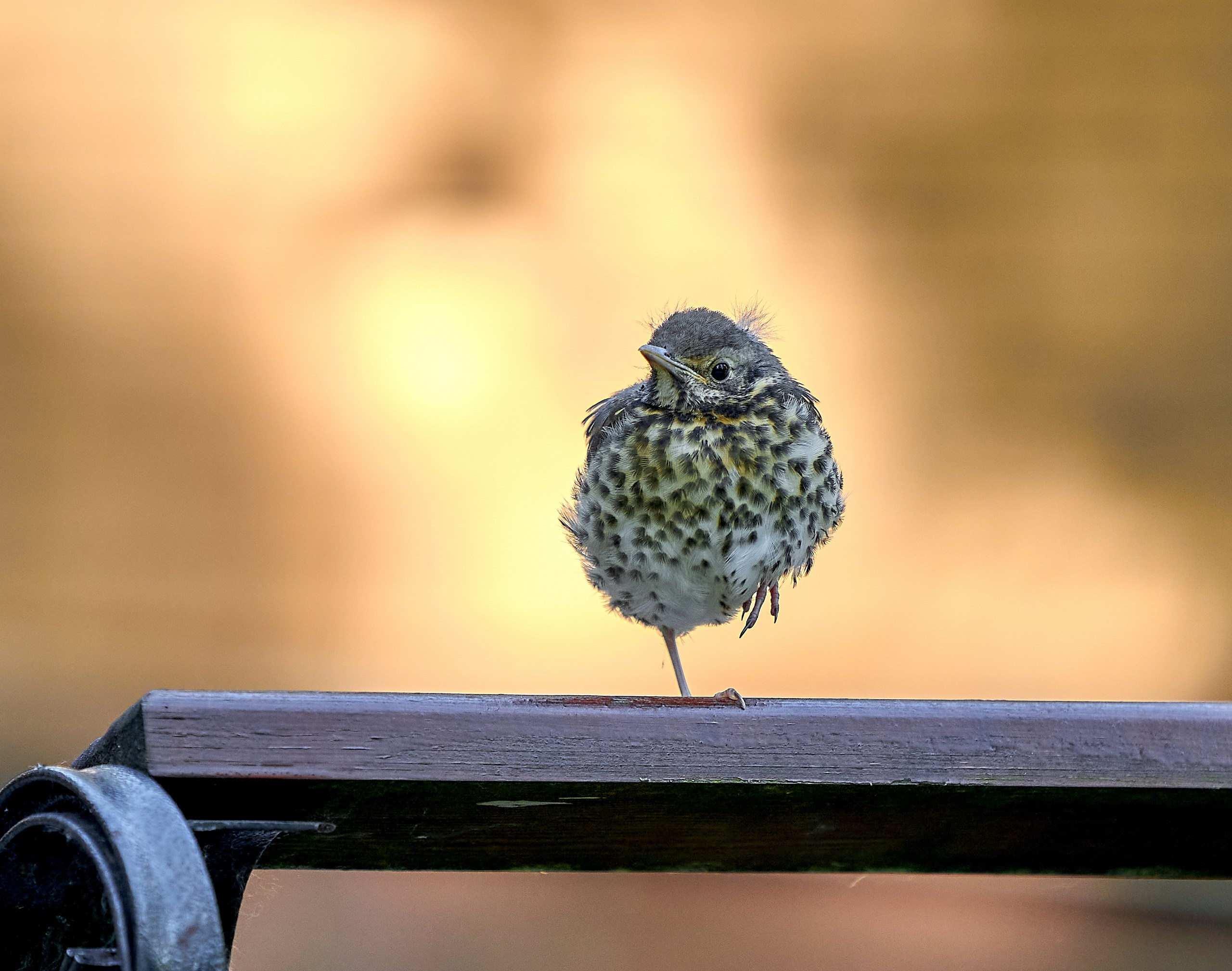 Фото птиц — галерея NATRIEL