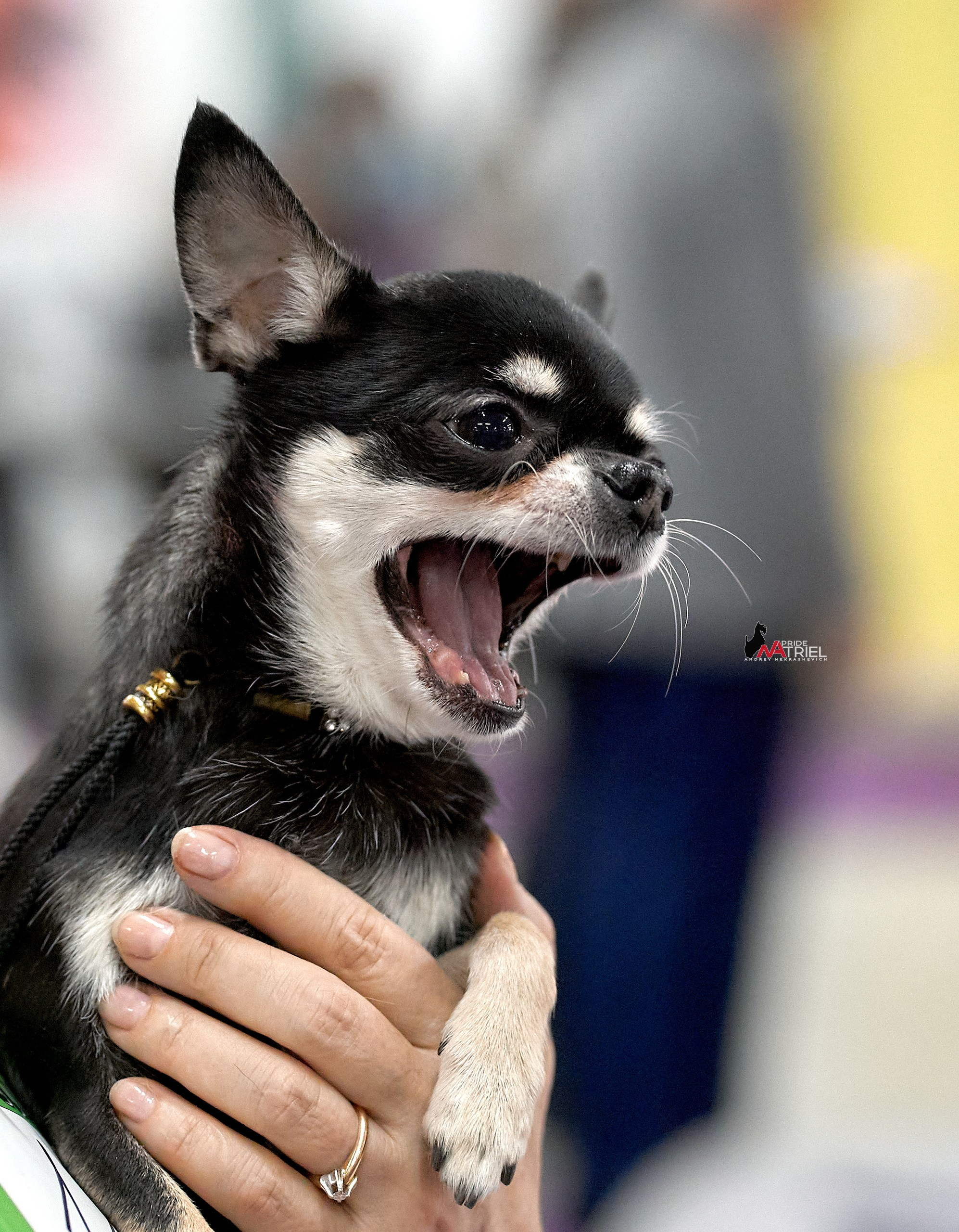 Портреты собак — галерея NATRIEL