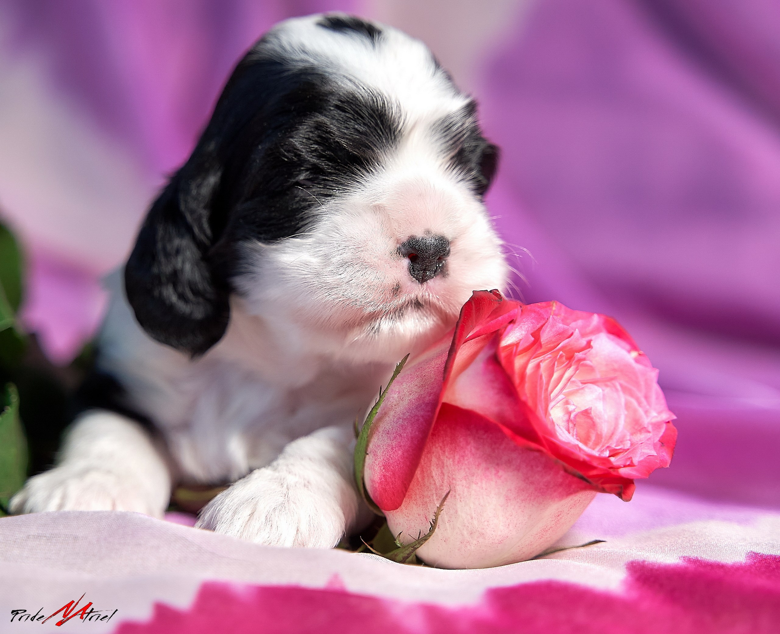 Щенки дома — галерея NATRIEL