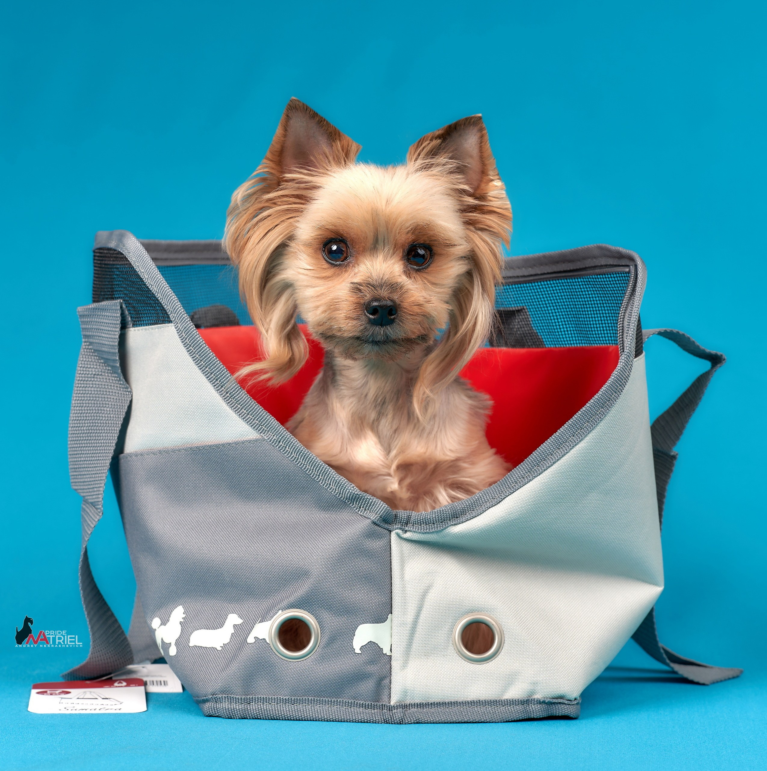 Реклама с животными — галерея NATRIEL