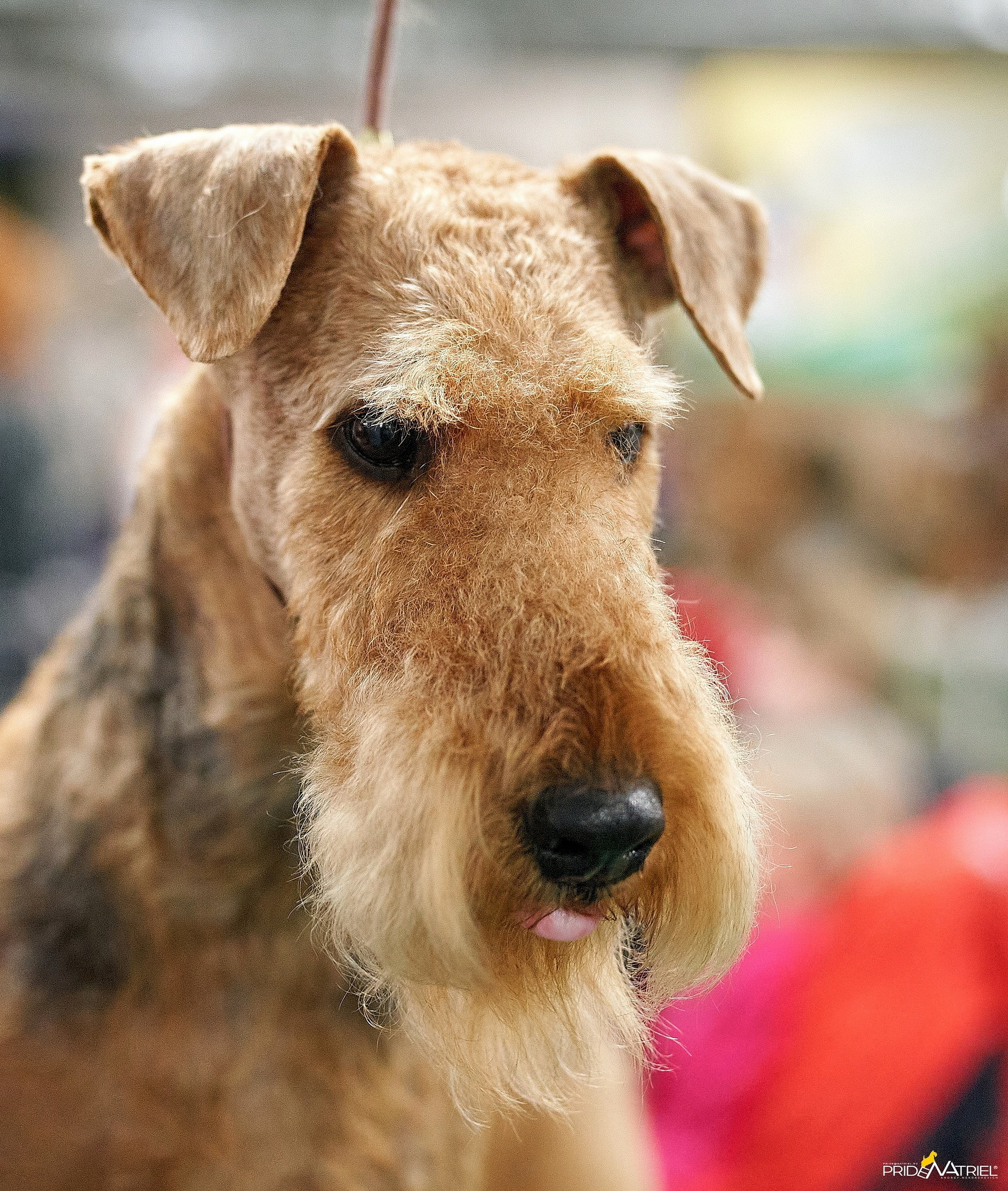 Портреты собак — галерея NATRIEL