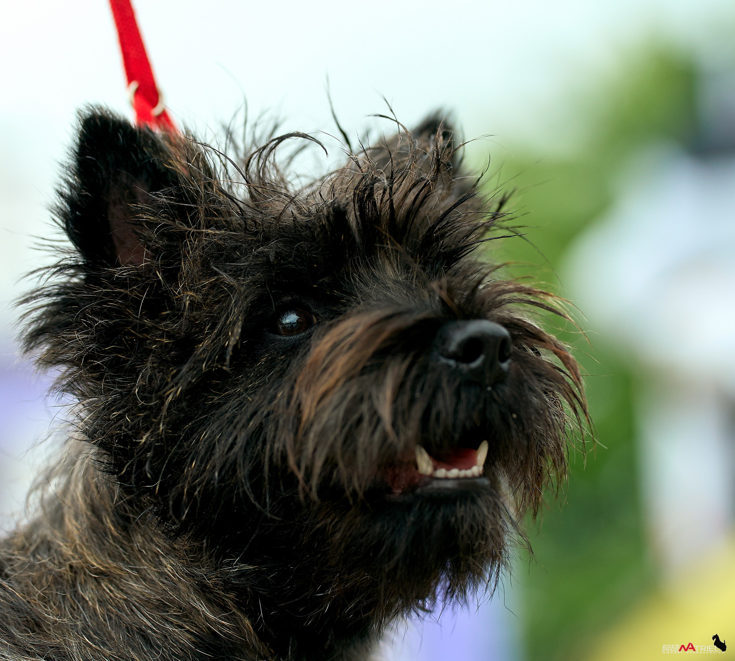 Выставка собак РОССИЯ — 2025