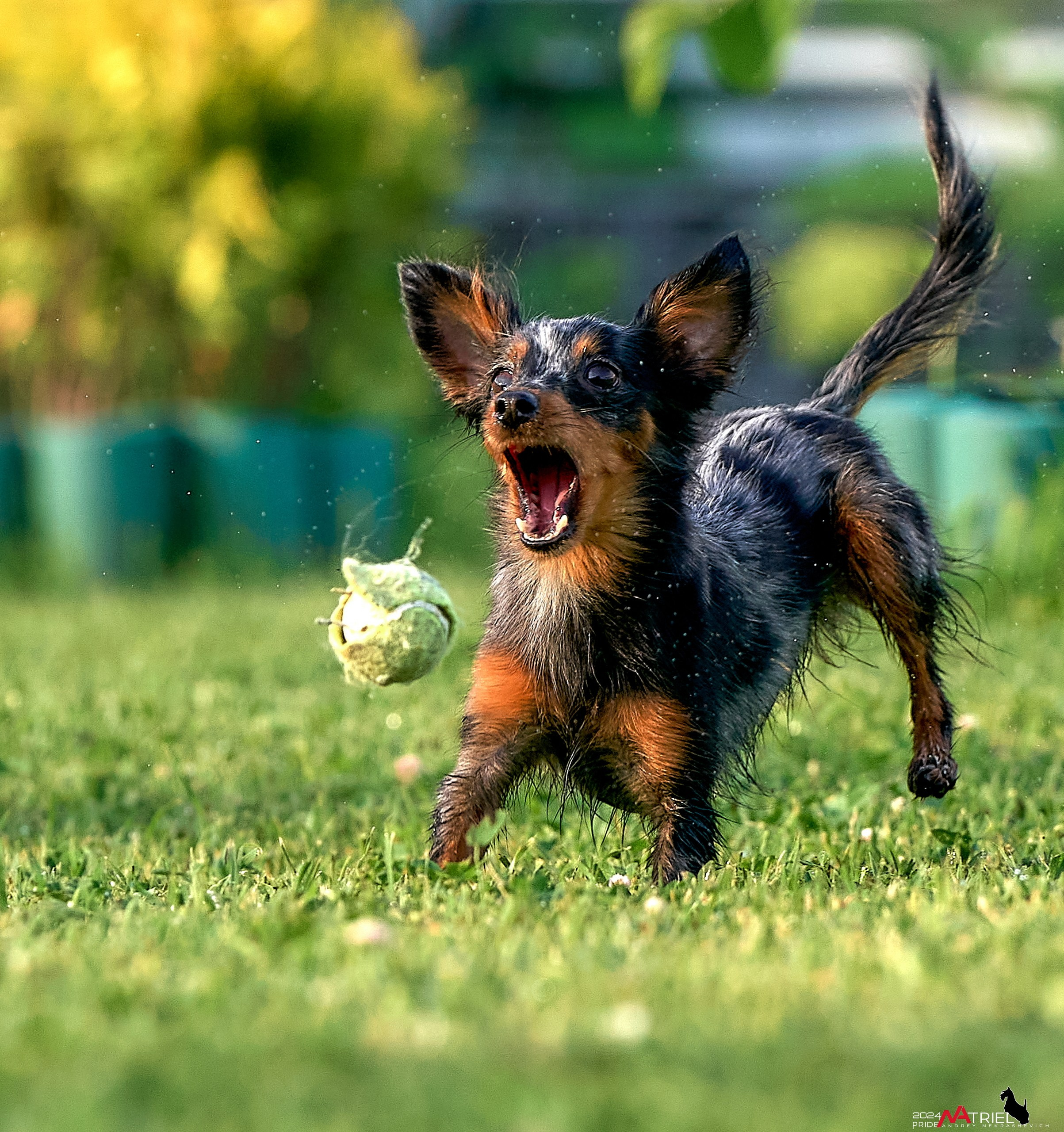Фотопрогулка с крысариками