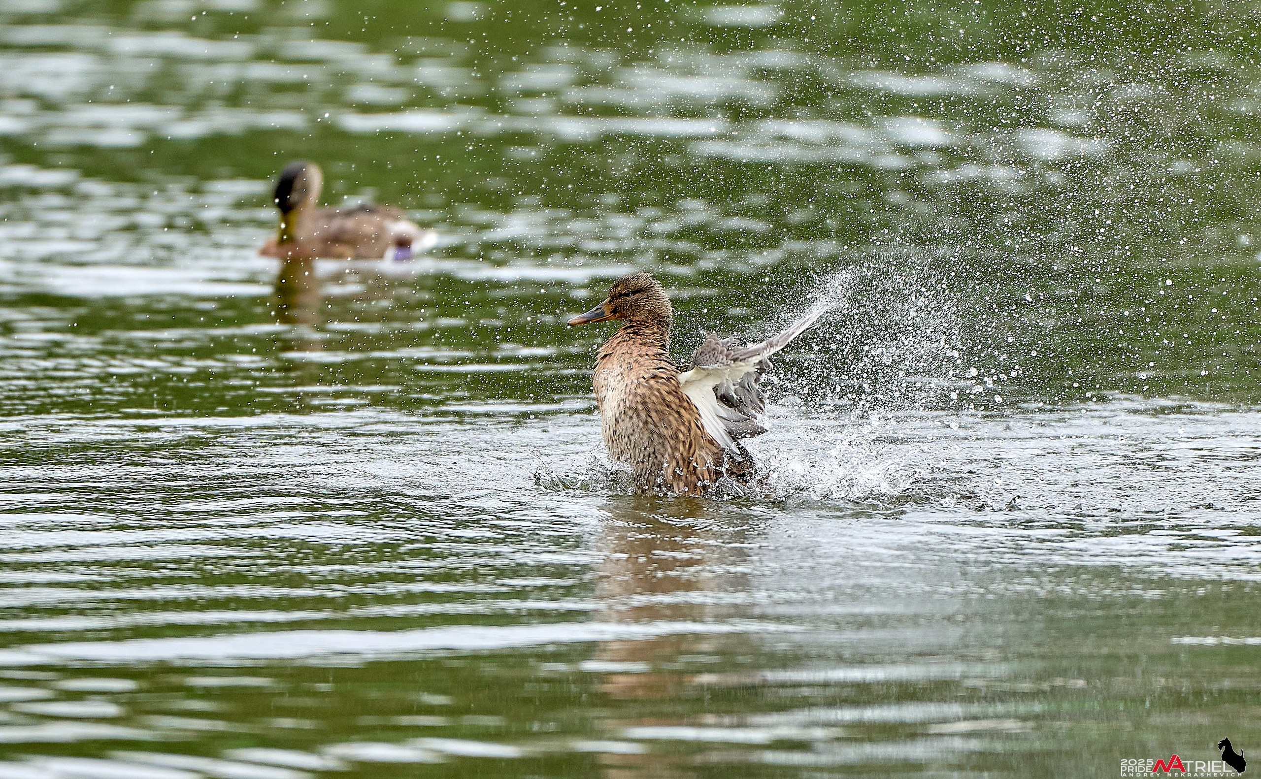 Утки на пруду