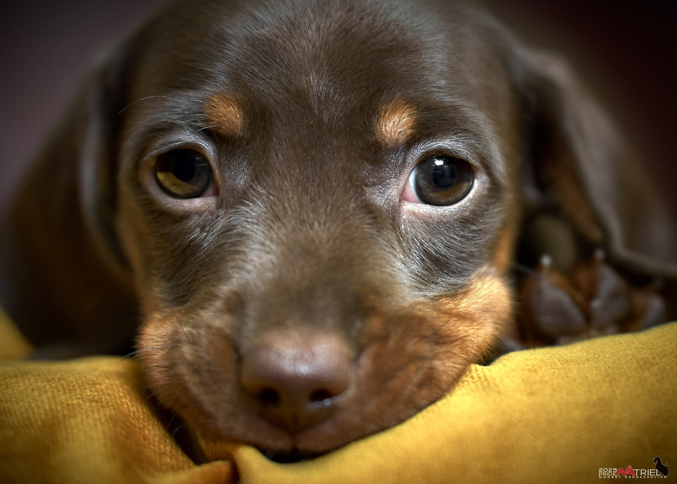 Съемка щенков таксы с мобильным светом