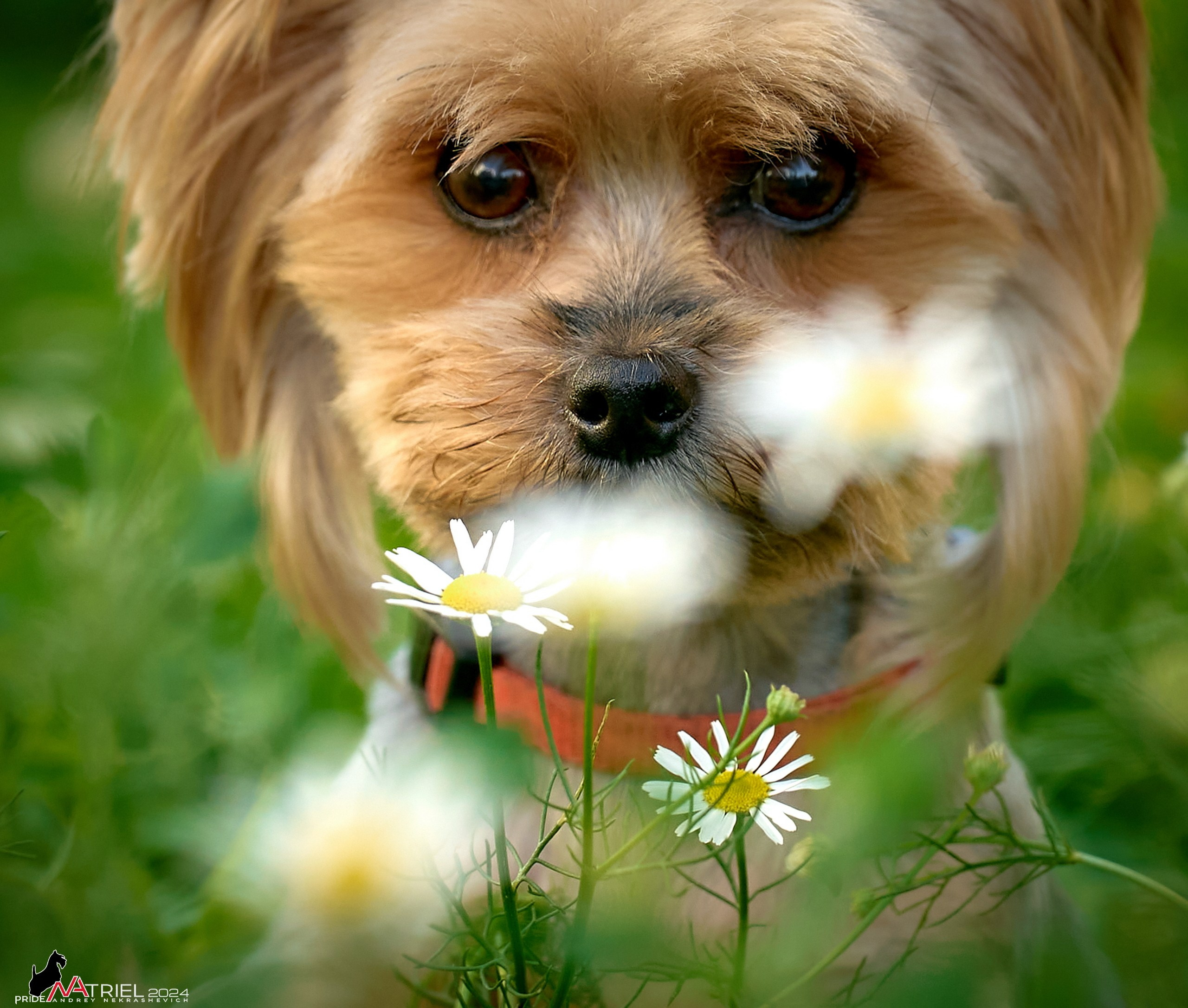 Фотопрогулка с собаками Бася и Циля