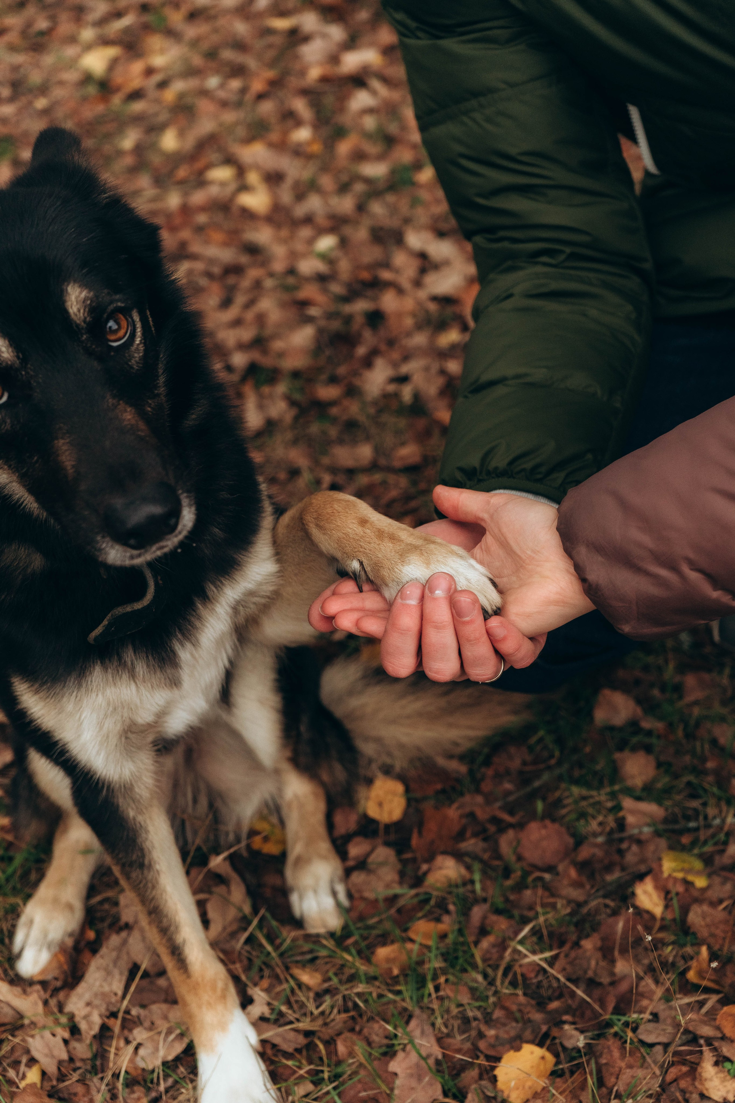 Даша, Леша и Гарри