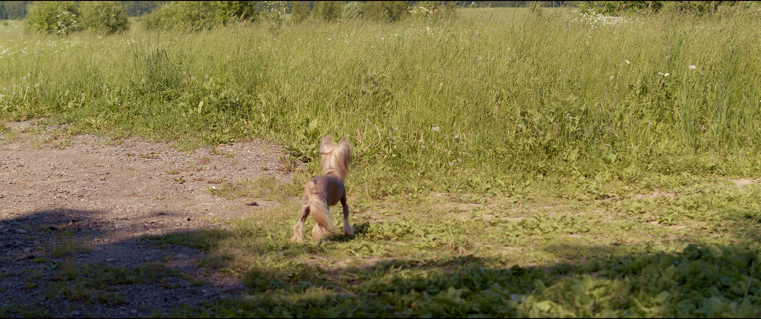 Footage from the interview. Poale Ell Chinese Crested Dog Kennel: Buy a puppy from the kennel