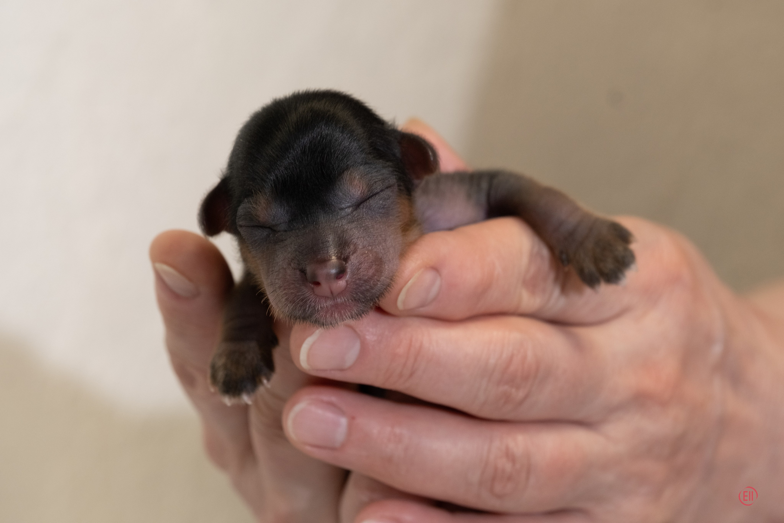 Litter Zh