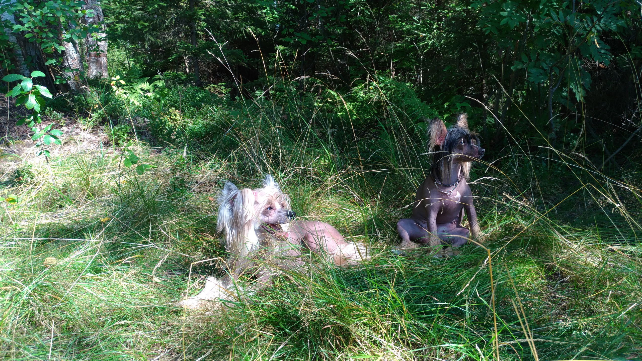 Hike to Konakovo. Poale Ell Chinese Crested Dog Kennel: Buy a puppy from the kennel