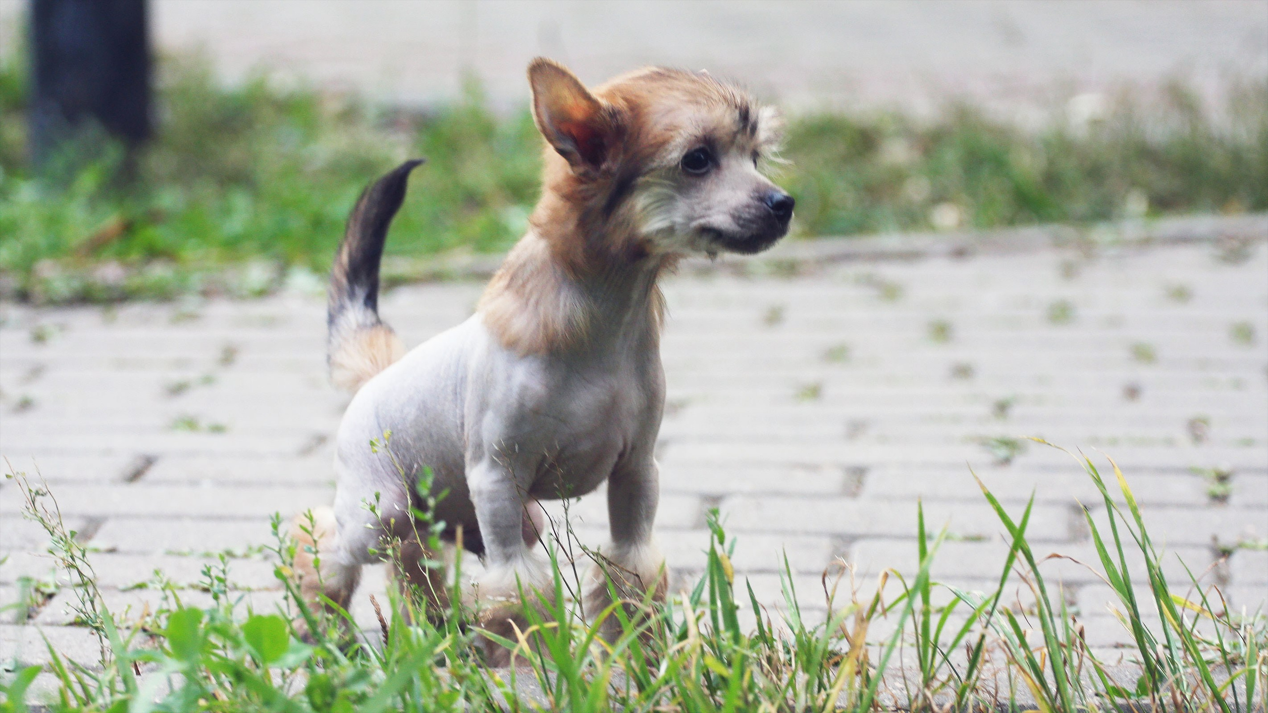 Litter C. Chinese Crested Dog Kennel Poale Ell