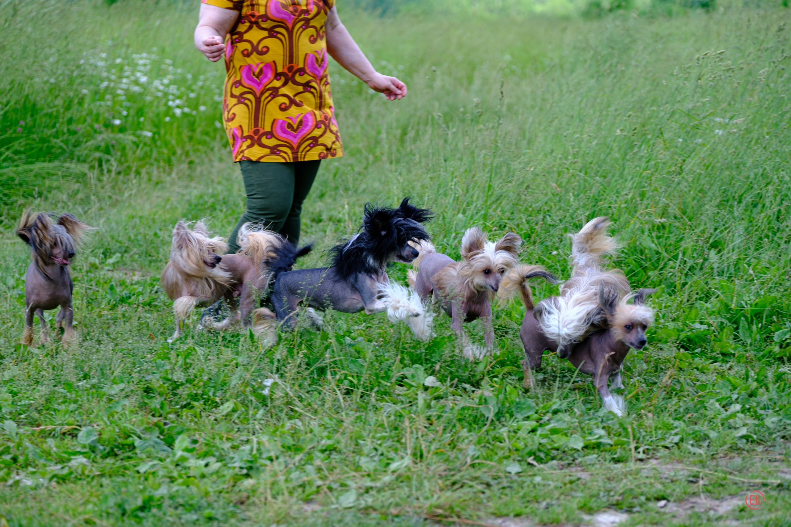 Вороново. Питомник китайских хохлатых собак Poale Ell: купить щенка