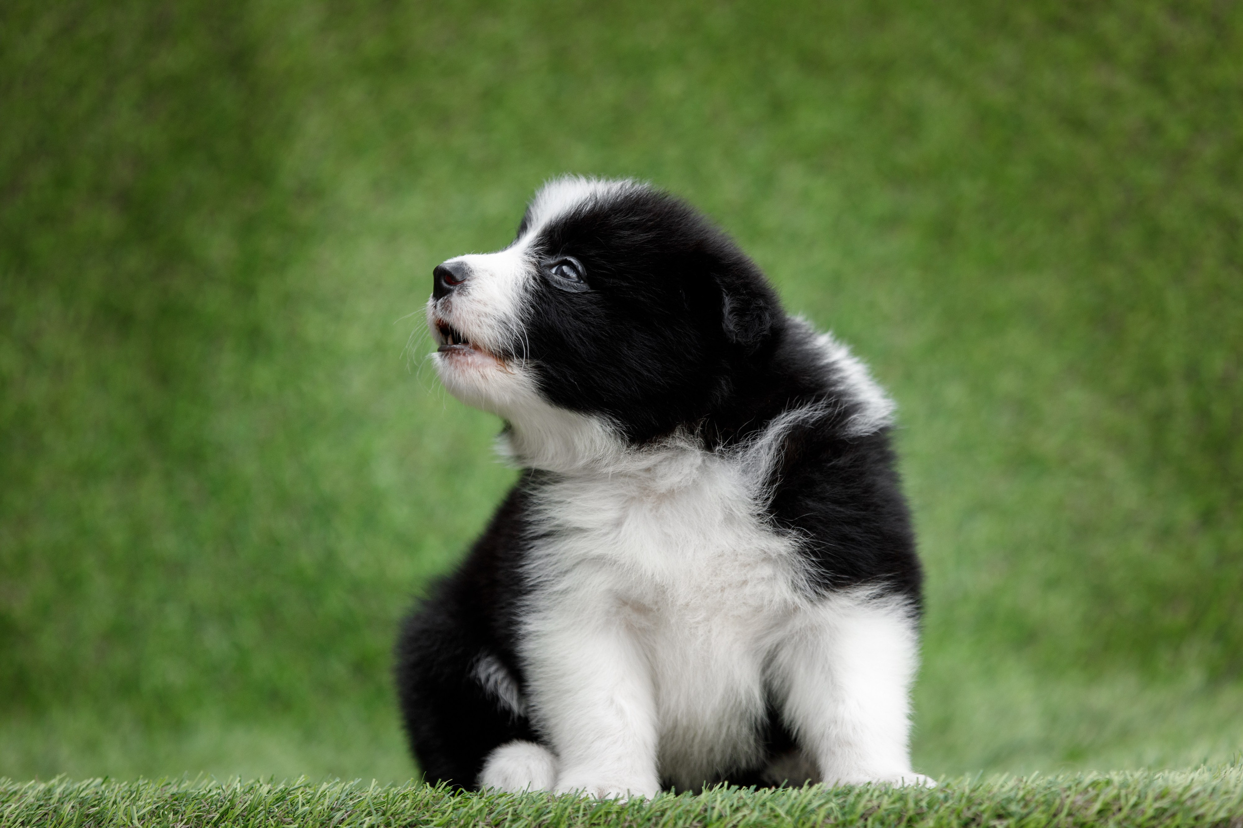 Смешарики. О нас