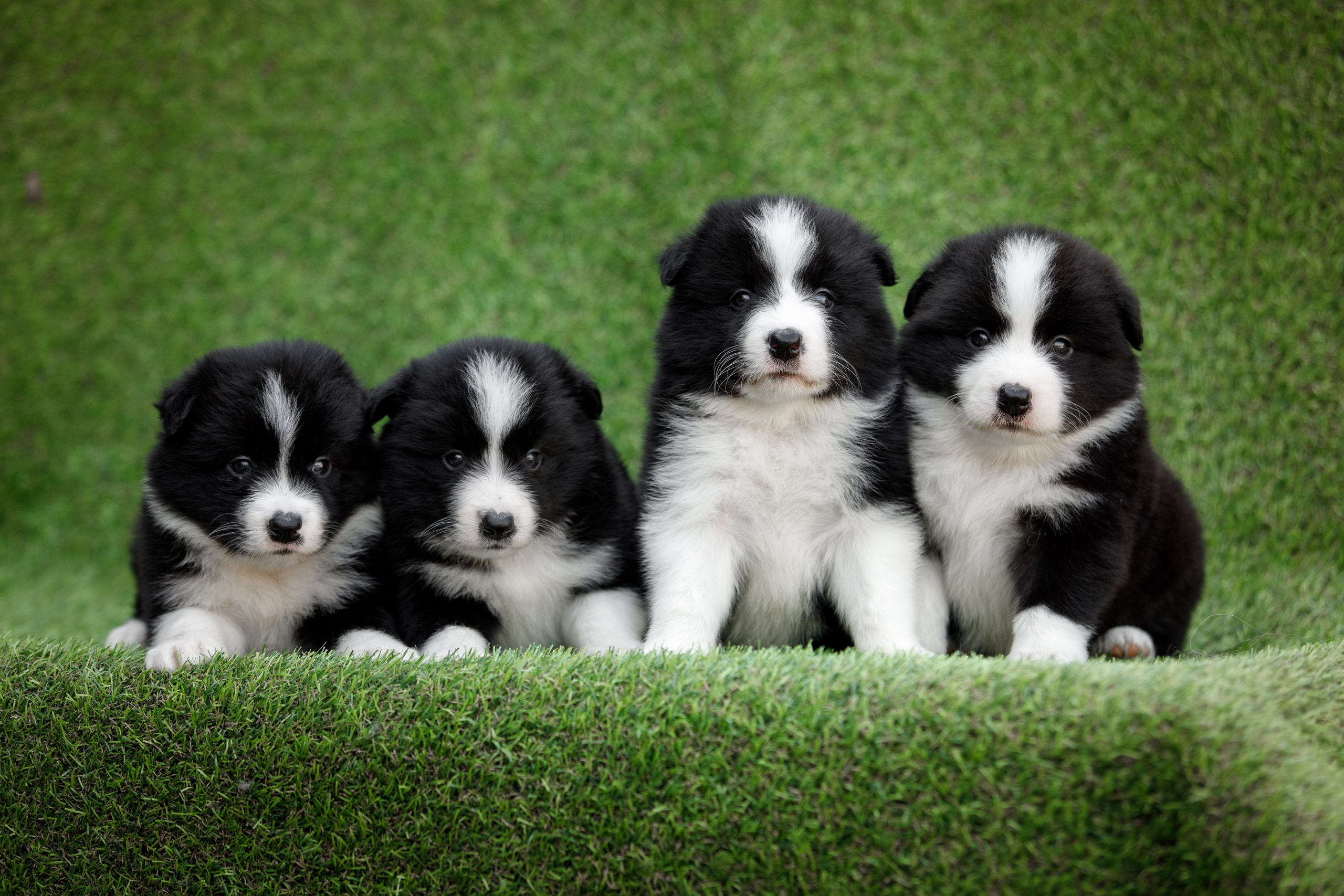 Смешарики. О нас