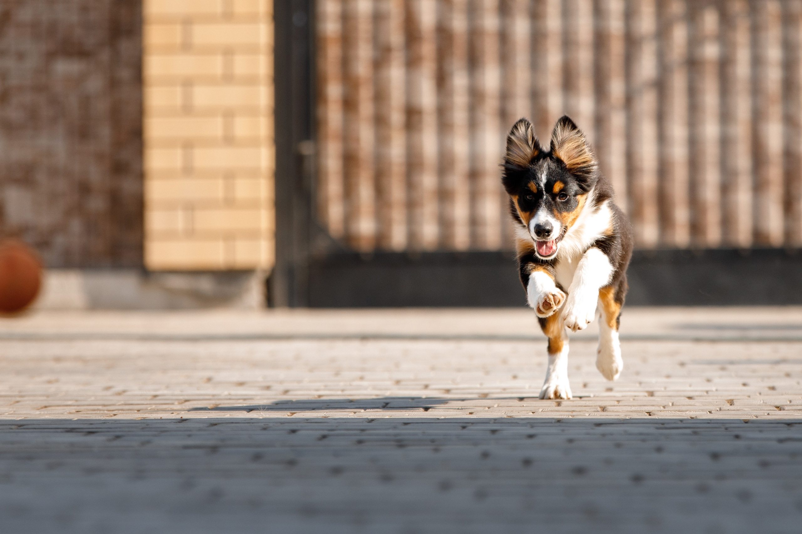 Смешарики. О нас