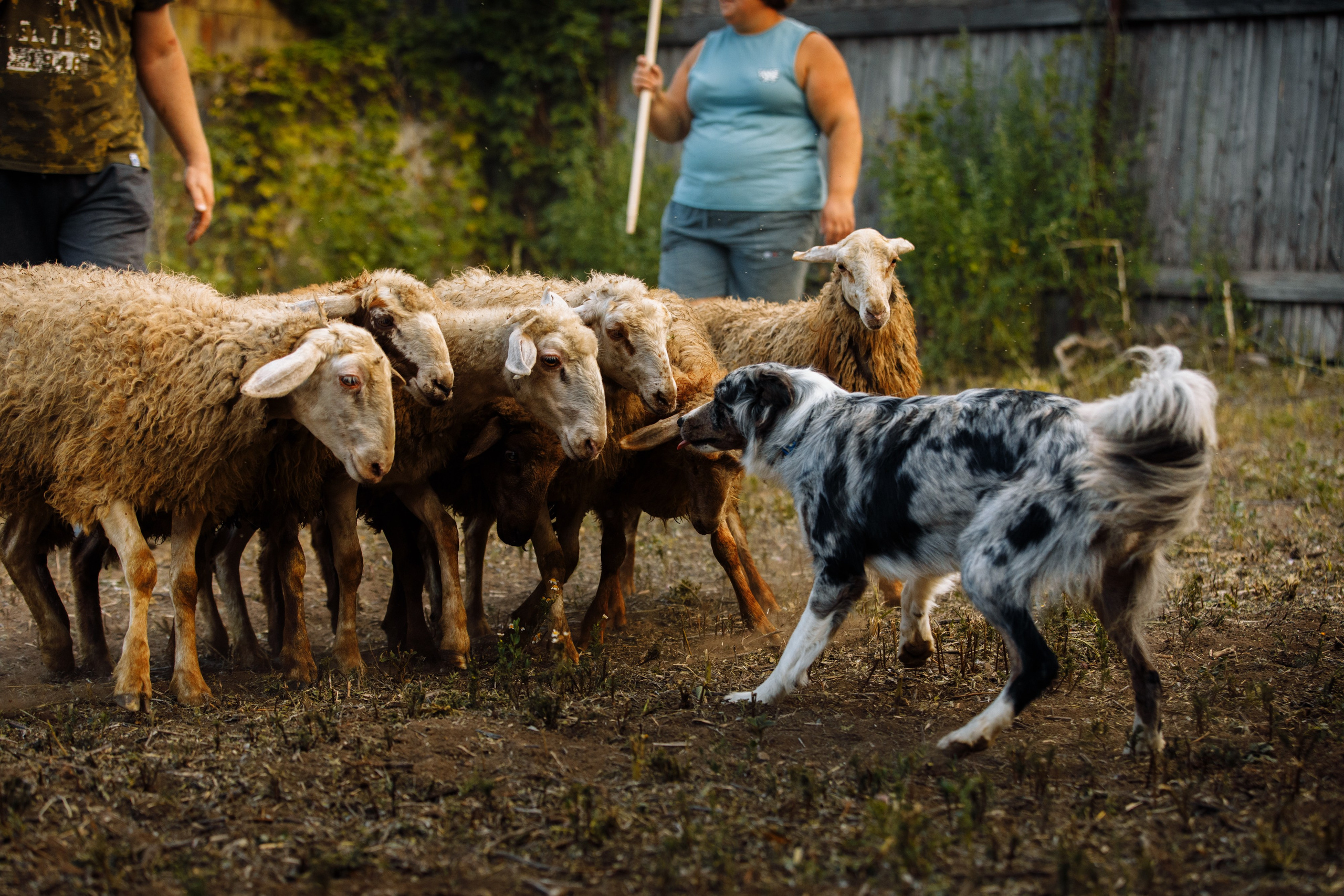 Овечий день. О нас