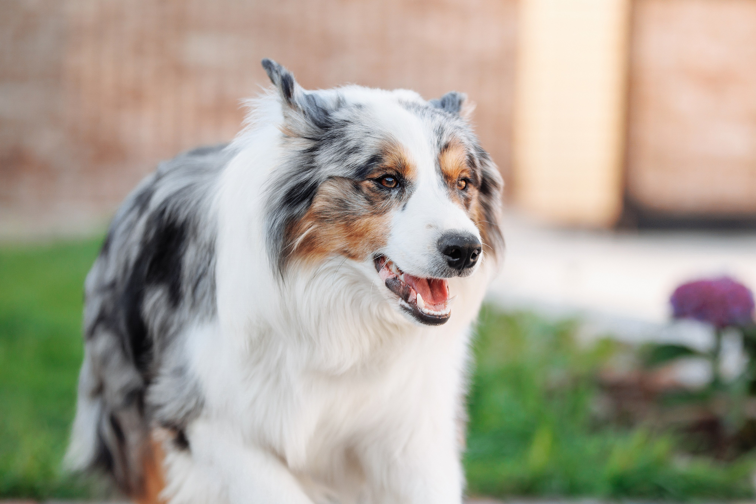 Пушистое. О нас