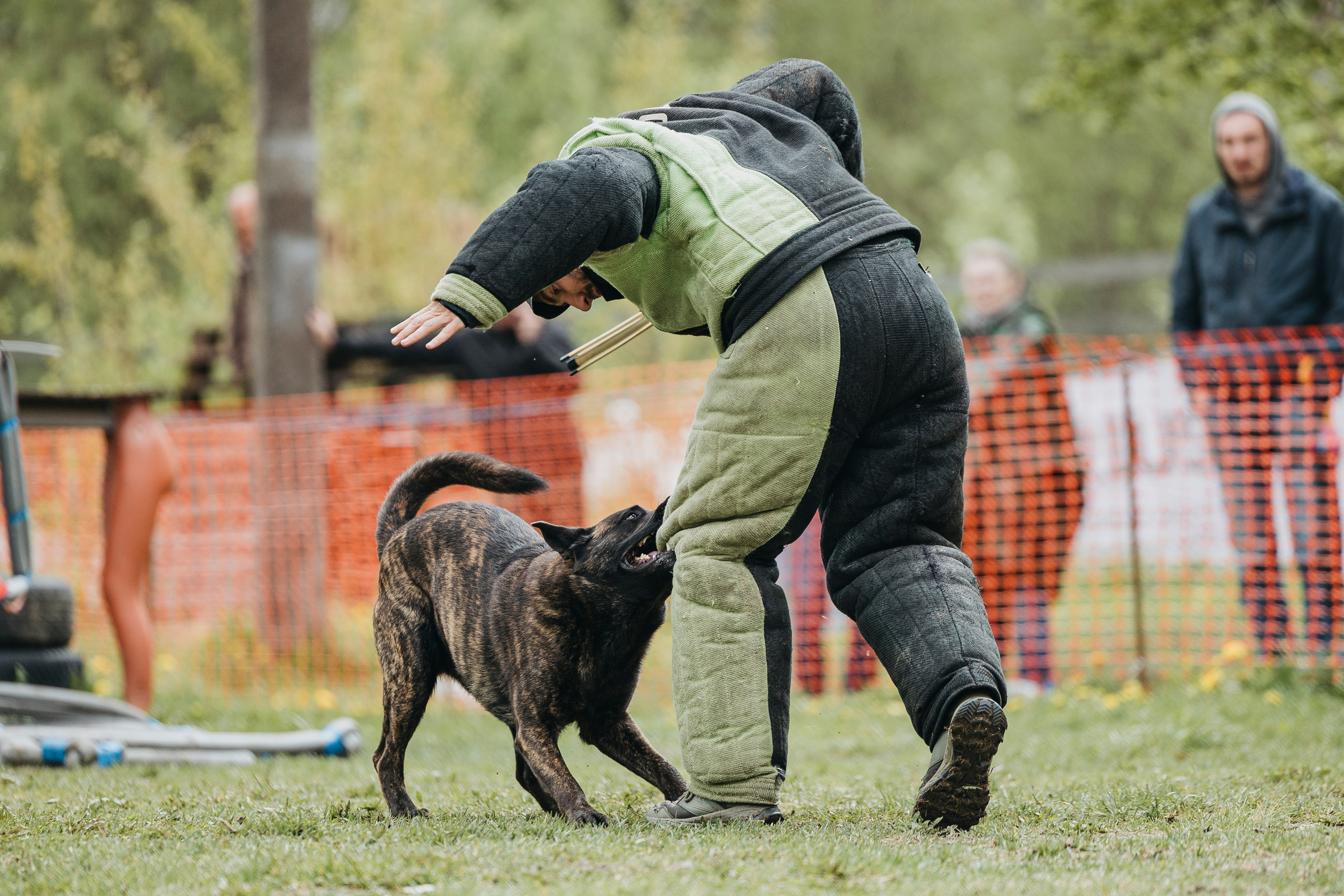 26.05.25 г. Пушкин квалификационные соревнования. Фотограф-анималист Анна Маринич