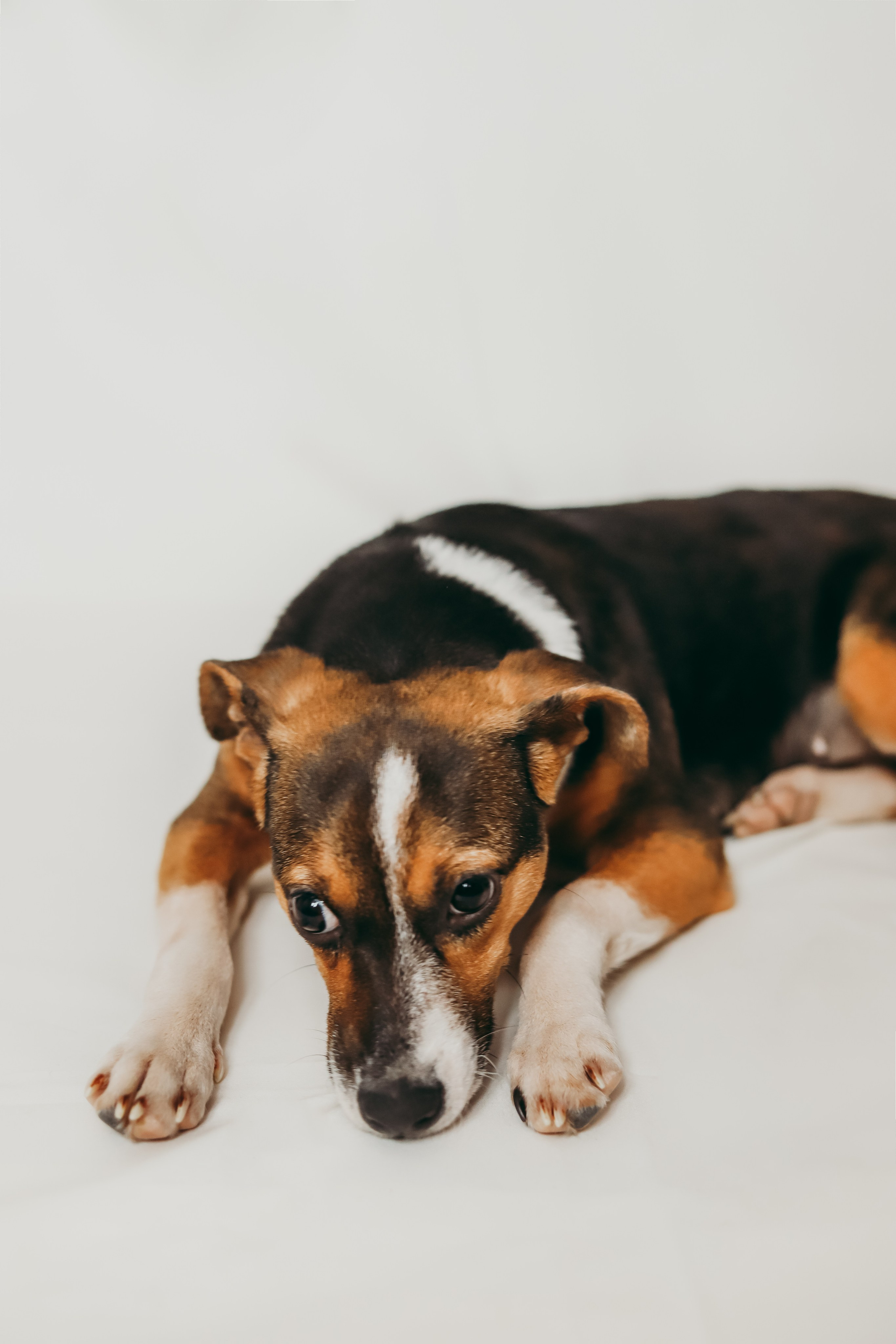 Для приюта (уже дома). Фотограф Москва и Санкт-Петербург