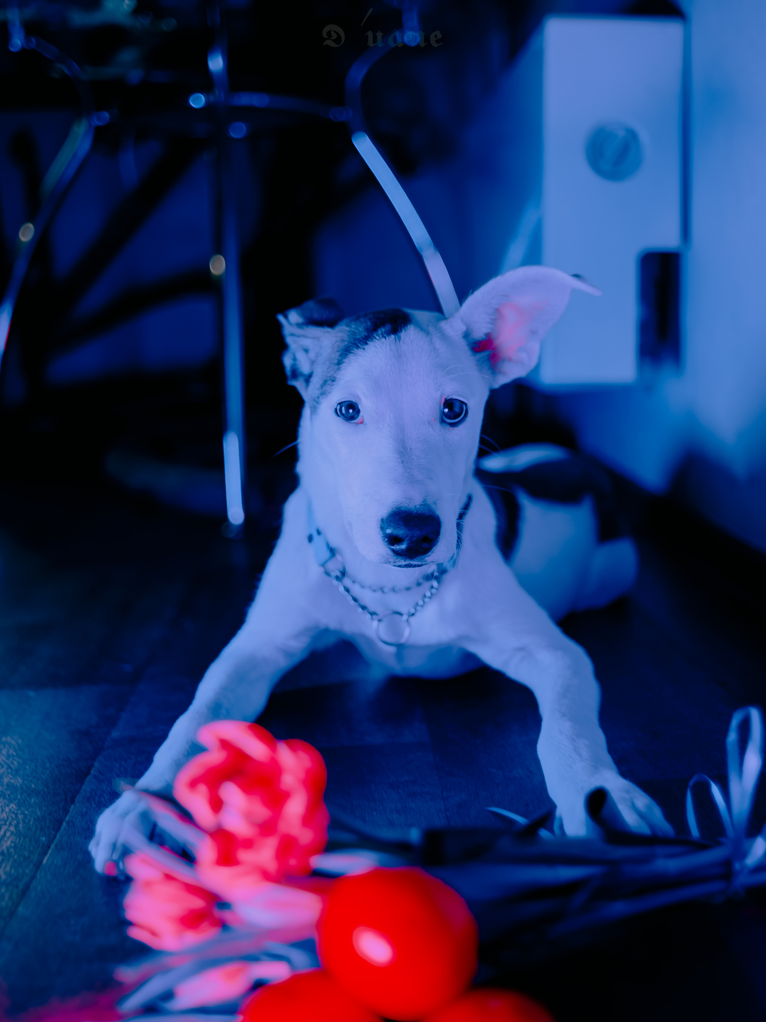 Animalistics. Фотограф в Санкт-Петербурге. Диана Шкутова