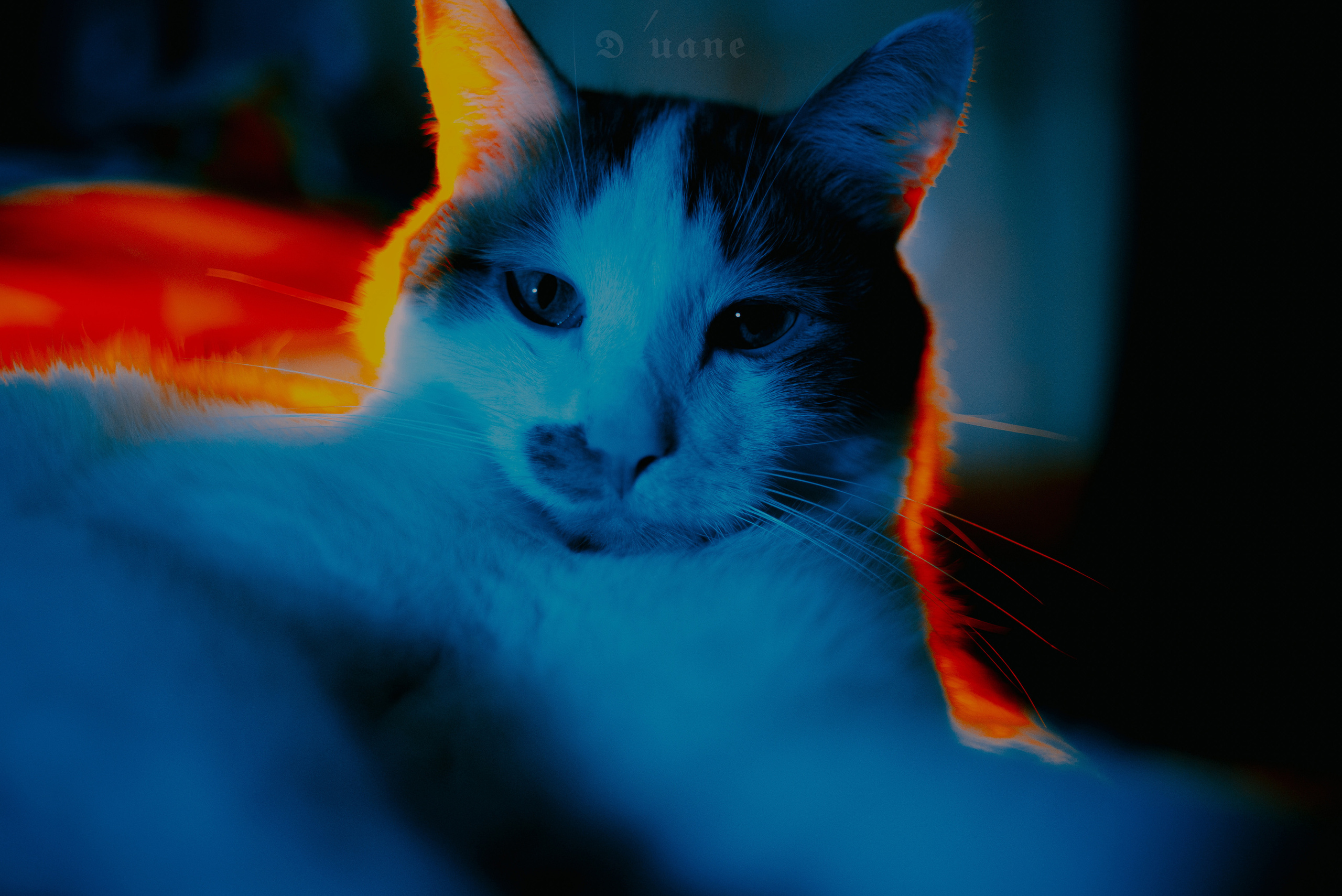 Animalistics. Фотограф в Санкт-Петербурге. Диана Шкутова
