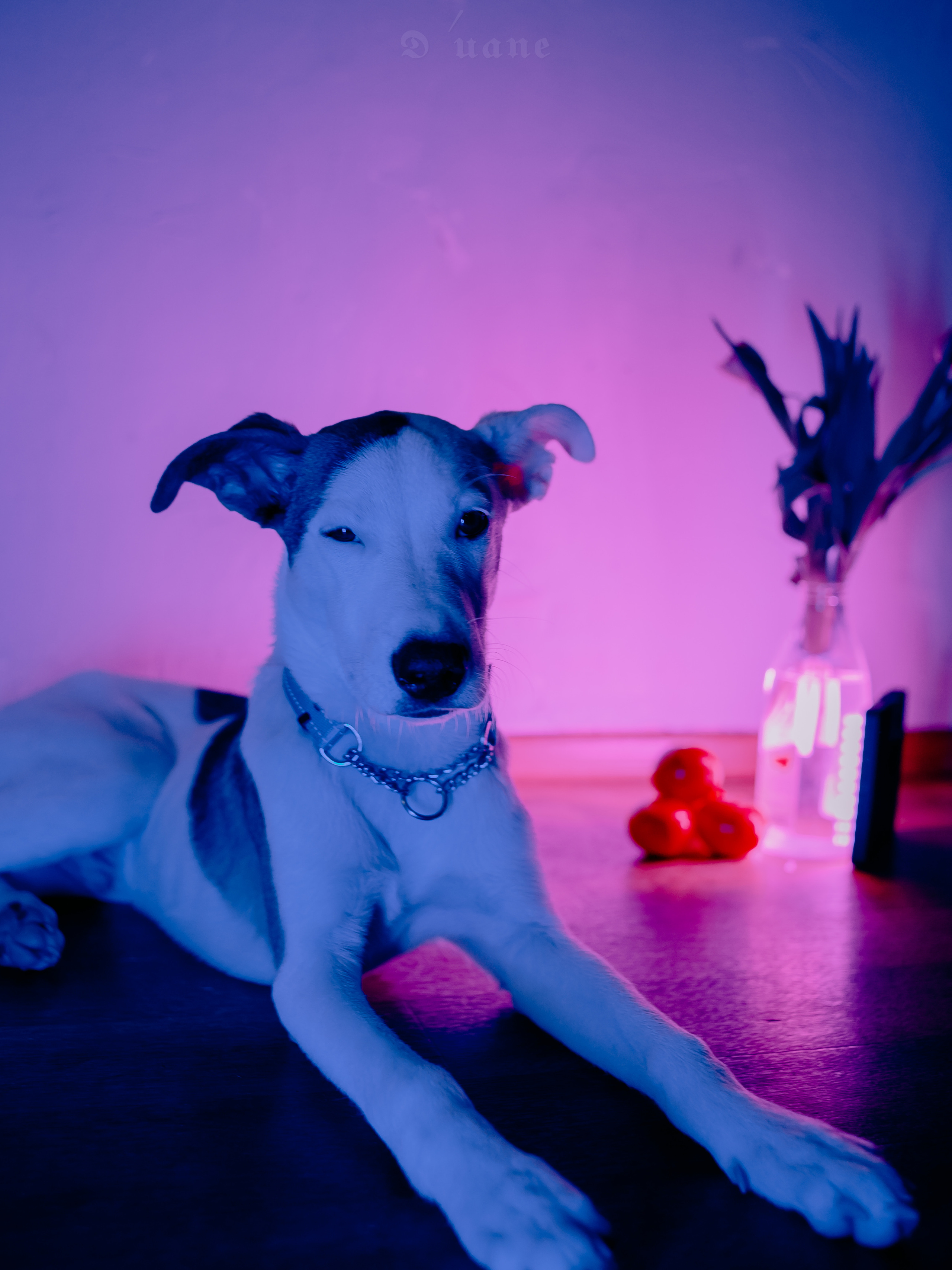 Animalistics. Фотограф в Санкт-Петербурге. Диана Шкутова