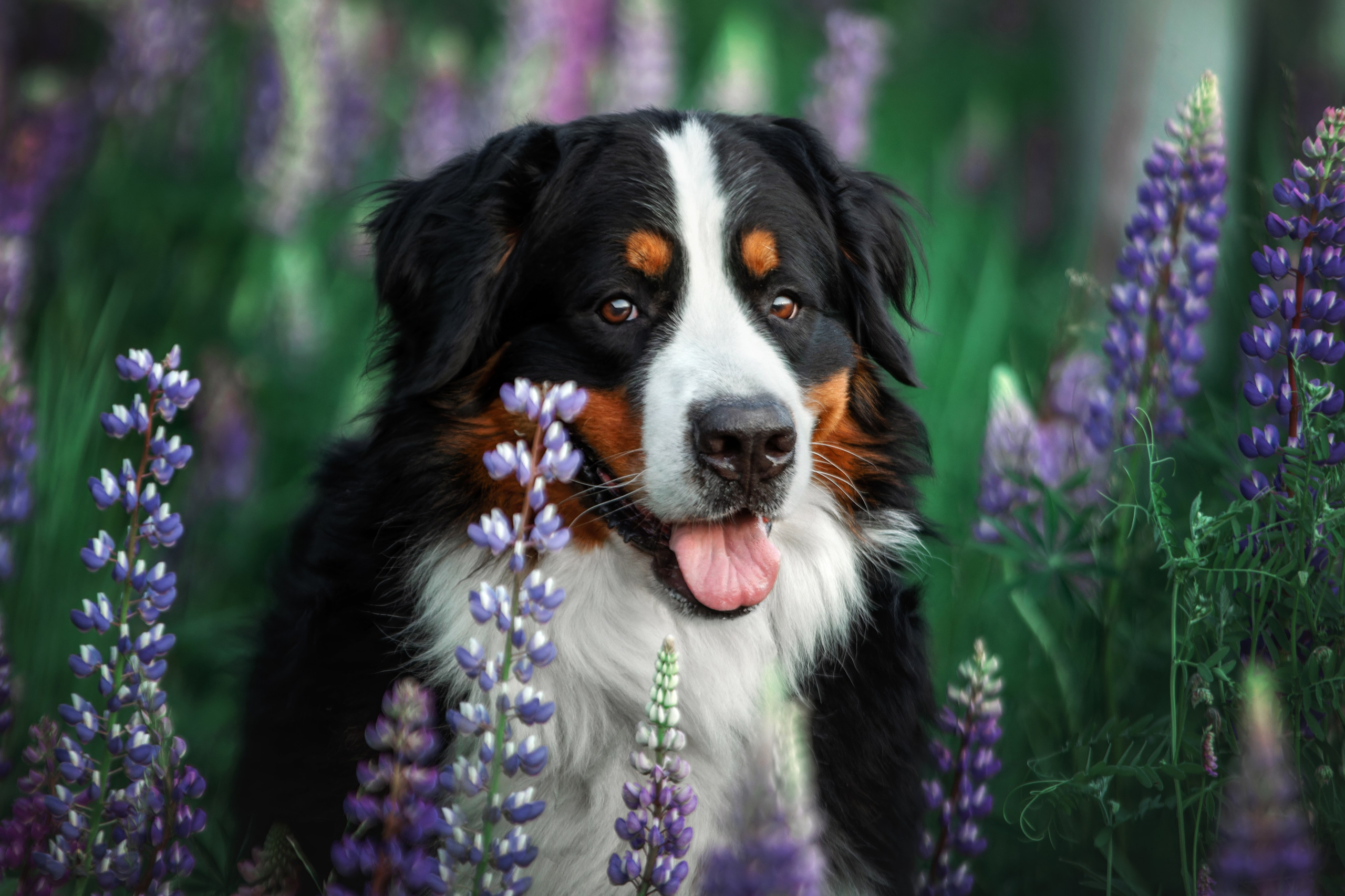 Фотопрогулка в люпинах с Гошей. Фотограф-анималист Юлия Зубкова