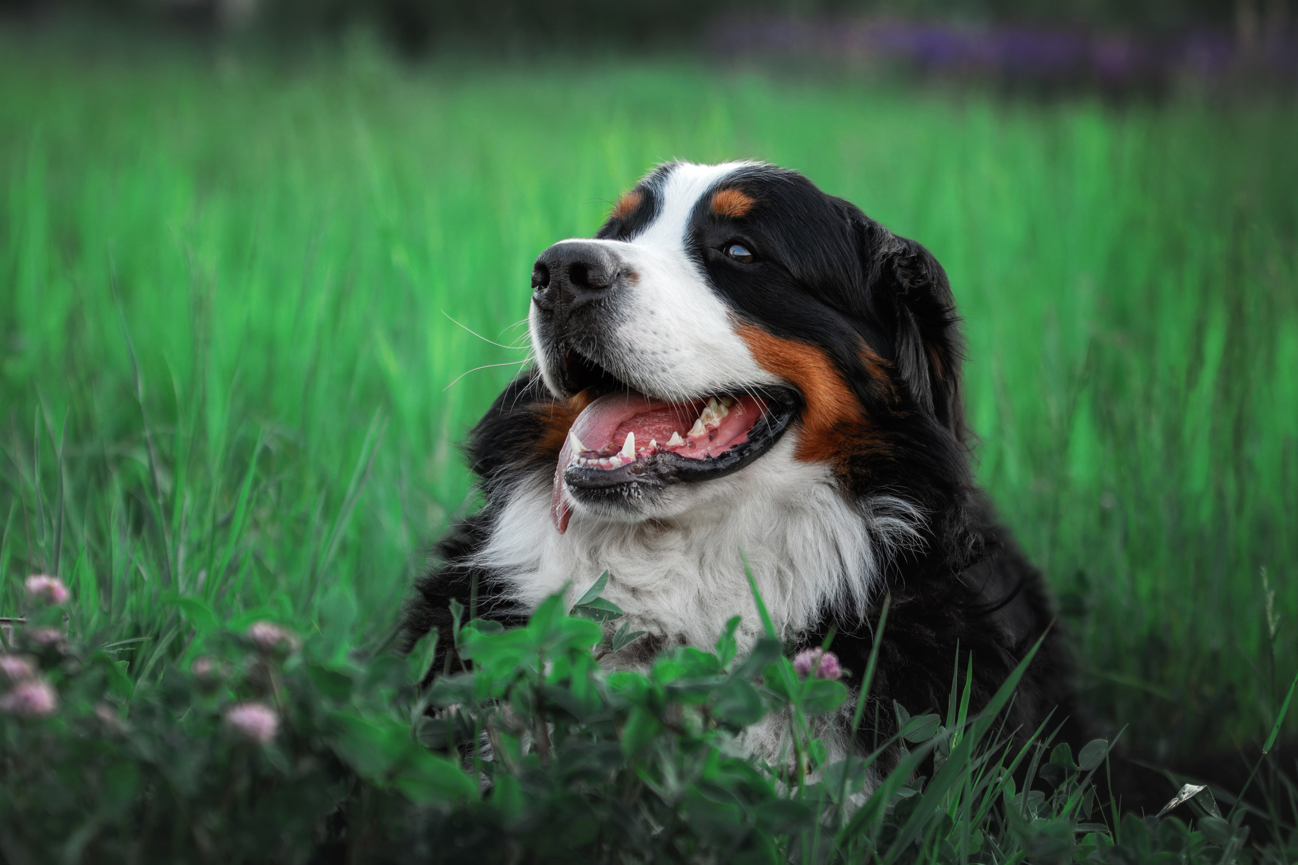 Фотопрогулка в люпинах с Гошей. Фотограф-анималист Юлия Зубкова