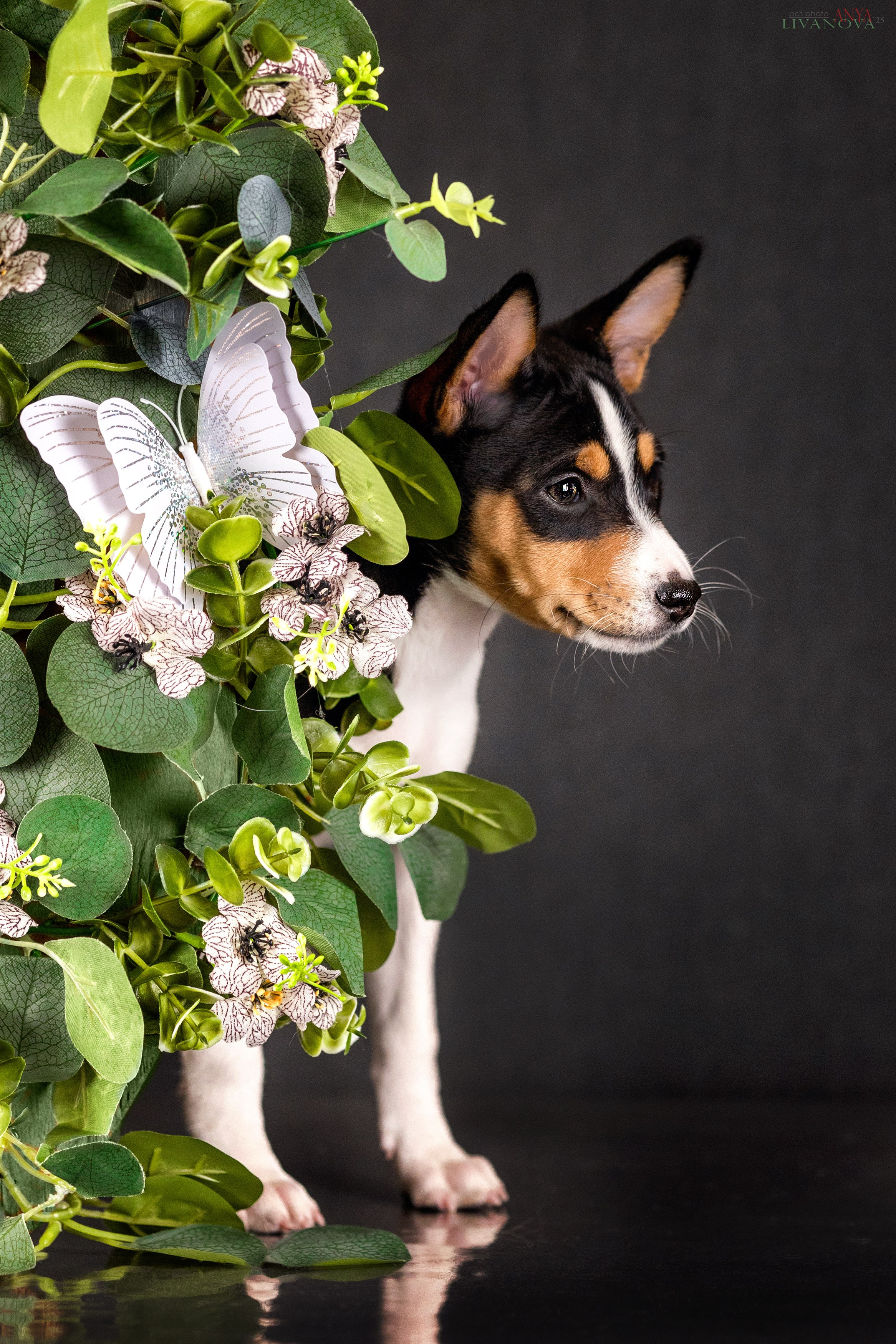 Басенджи. Фотограф анималист Аня Ливанова | Рыбинск