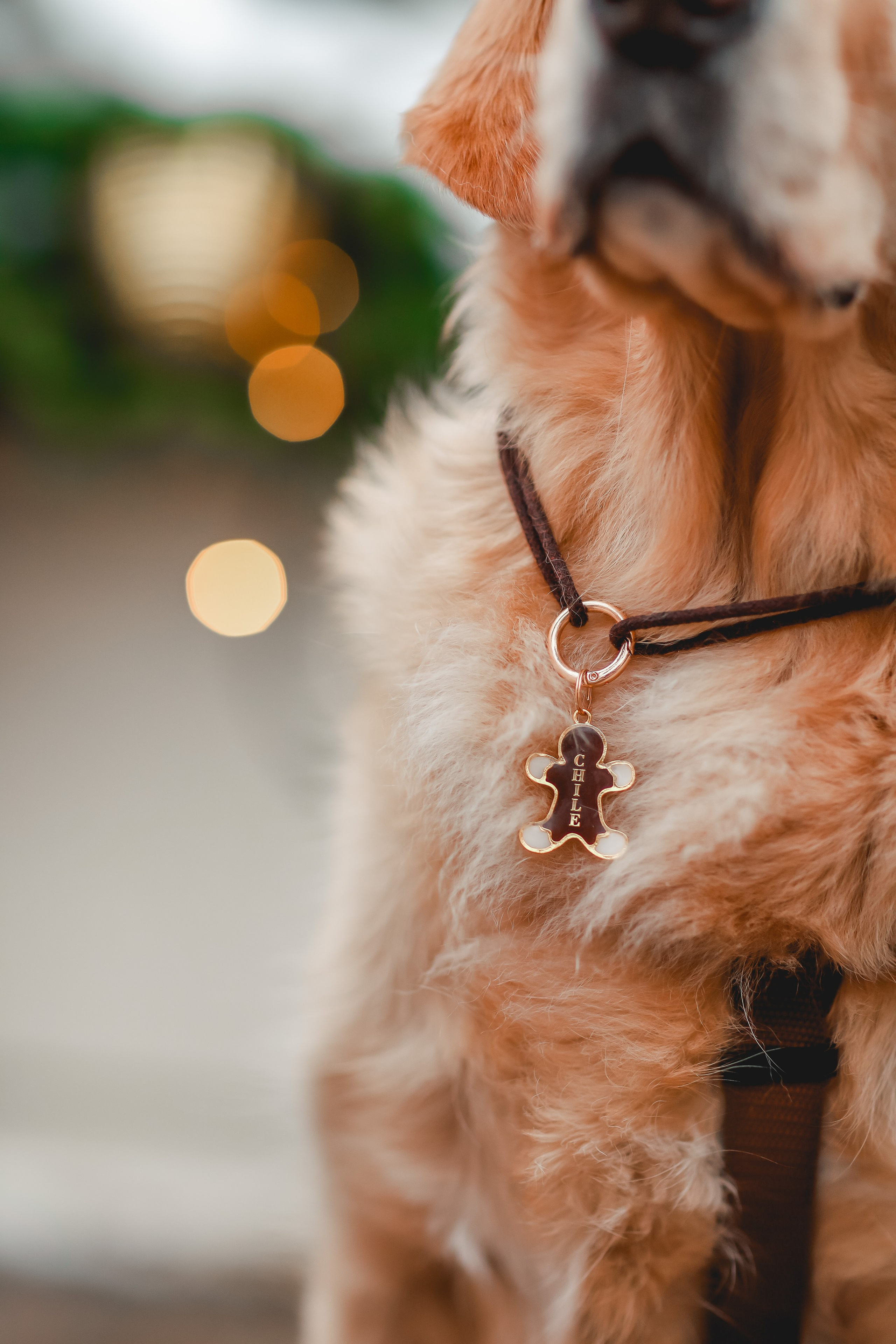 Марина и Чили. Семейный фотограф анималист Мария Крючкова