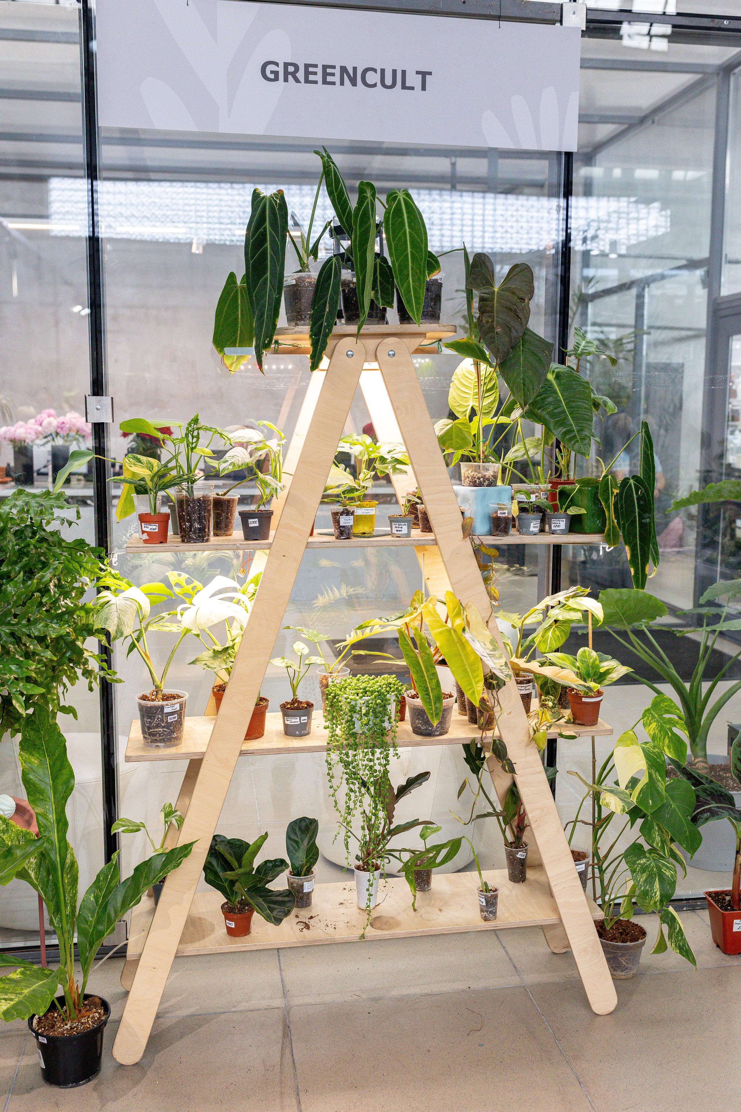 Green rare июнь 2025. Александра Куликова фотограф, Москва