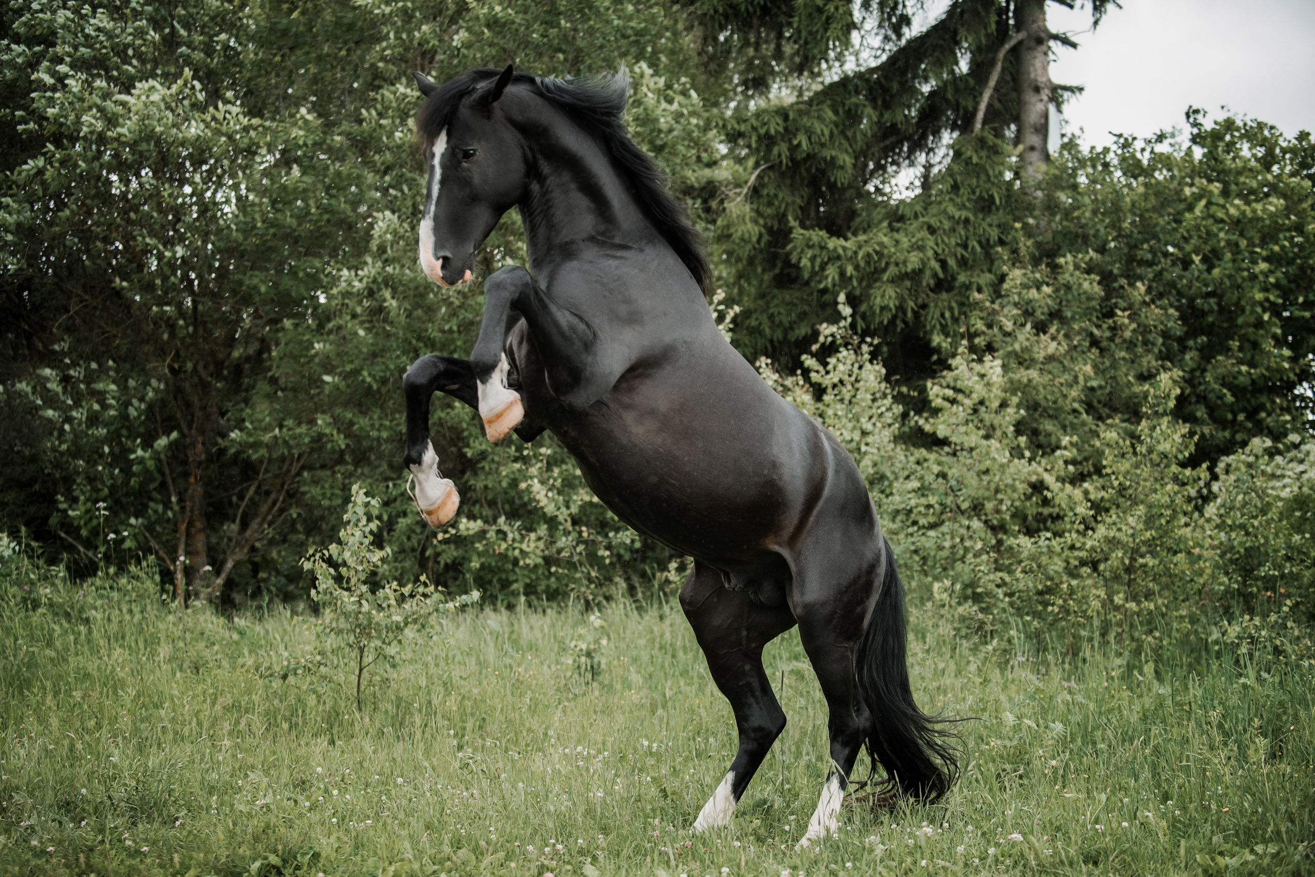 KOMARDINS. Конный фотограф Куракина Дарья • Фотосессии с лошадьми