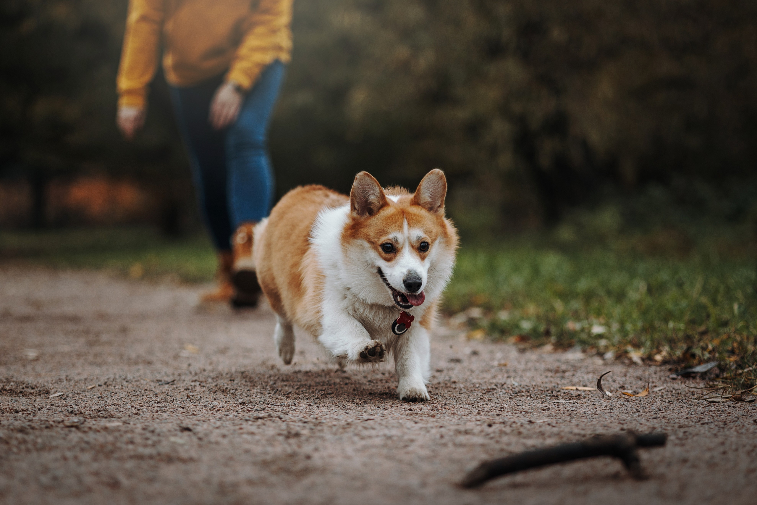 Юля и Терри. Фотограф — Анималист | Санкт-Петербург