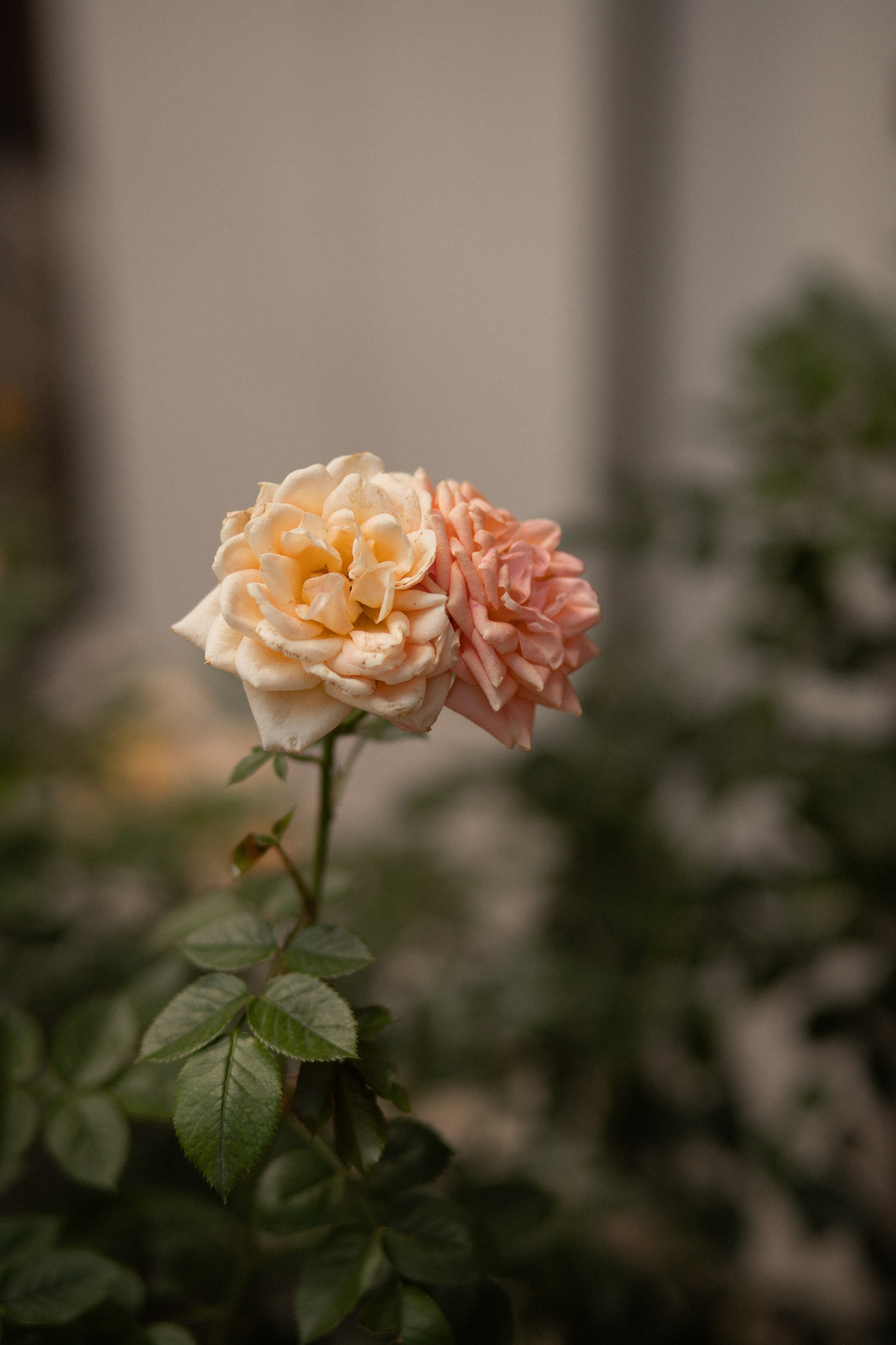 Гулар. ELIZAVETA TITARENKO