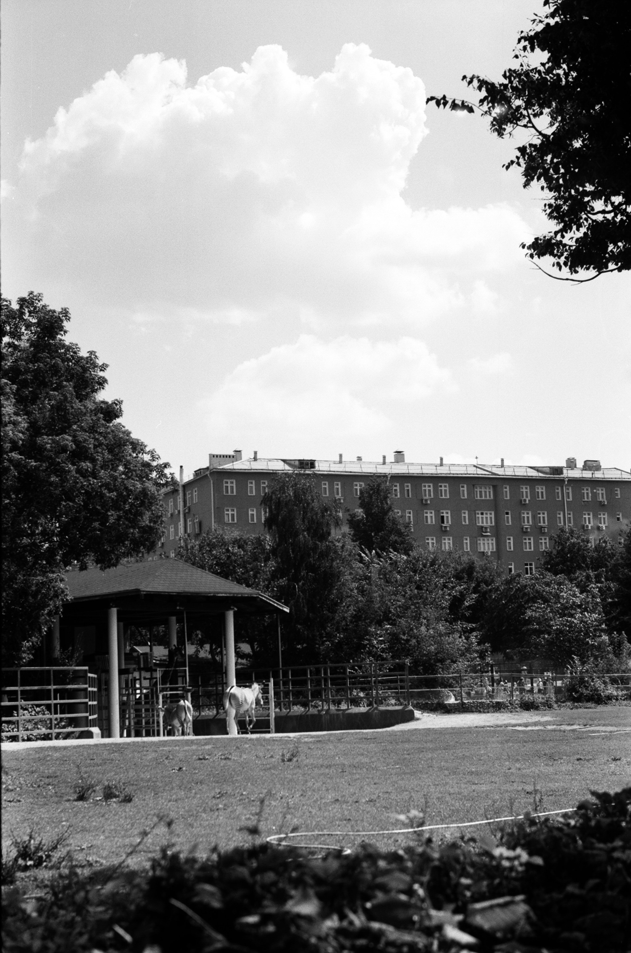 Альбом пленочных ЧБ-фото. Репортажный и семейный фотограф — Шелихов Сергей