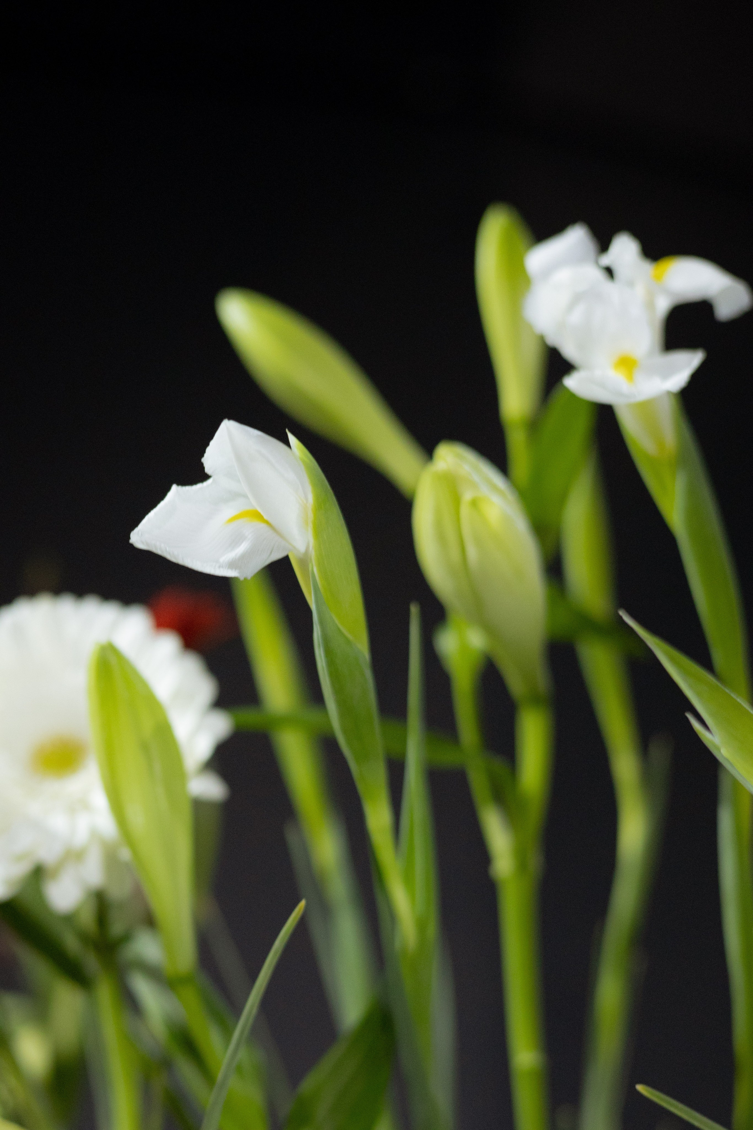 Оформление Отчетного концерта Музыкальной школы Глазунова. Оформление свадеб, декор свадеб Вера Маркова, Москва