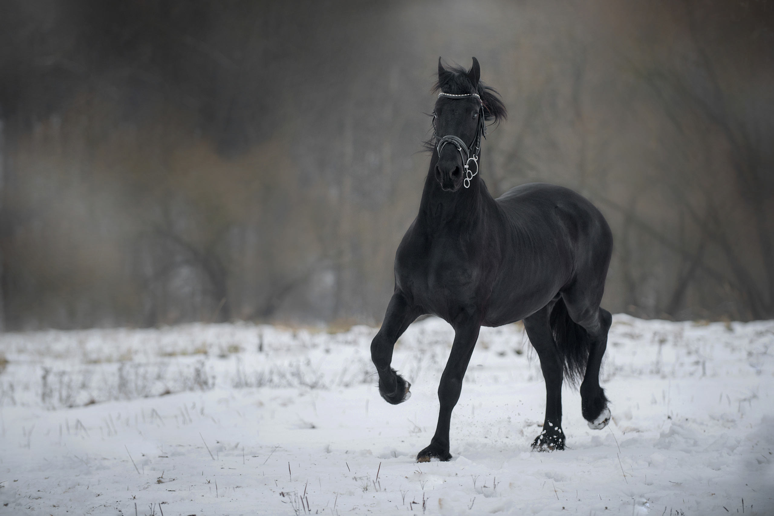 Лошади. Фотограф Вероника Ранцева, фотосессии с лошадьми в Минске и Могилеве