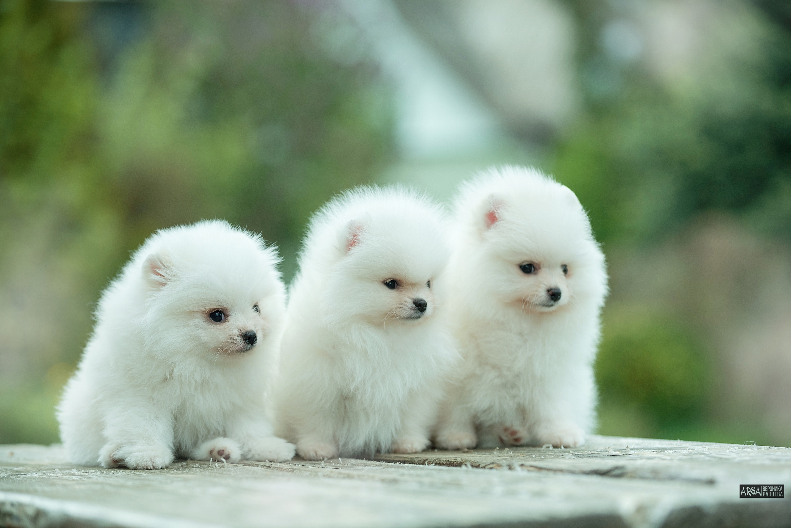 Собаки и кошки. Фотограф Вероника Ранцева, фотосессии с лошадьми в Минске и Могилеве