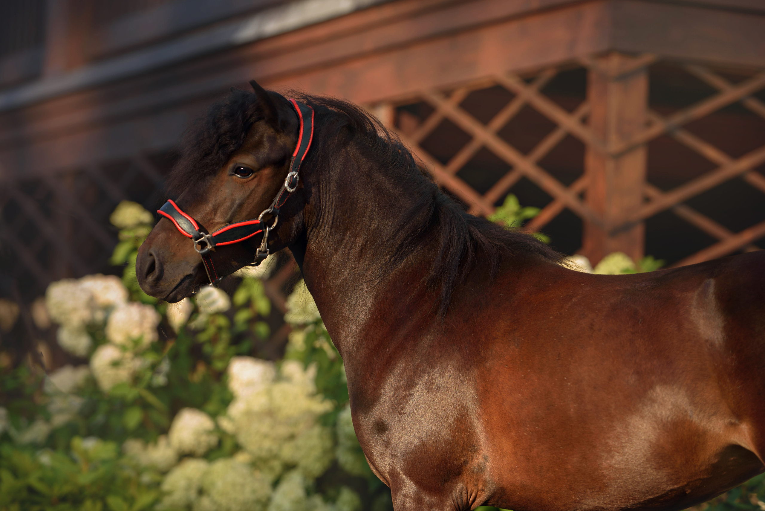 Лошади. Фотограф Вероника Ранцева, фотосессии с лошадьми в Минске и Могилеве