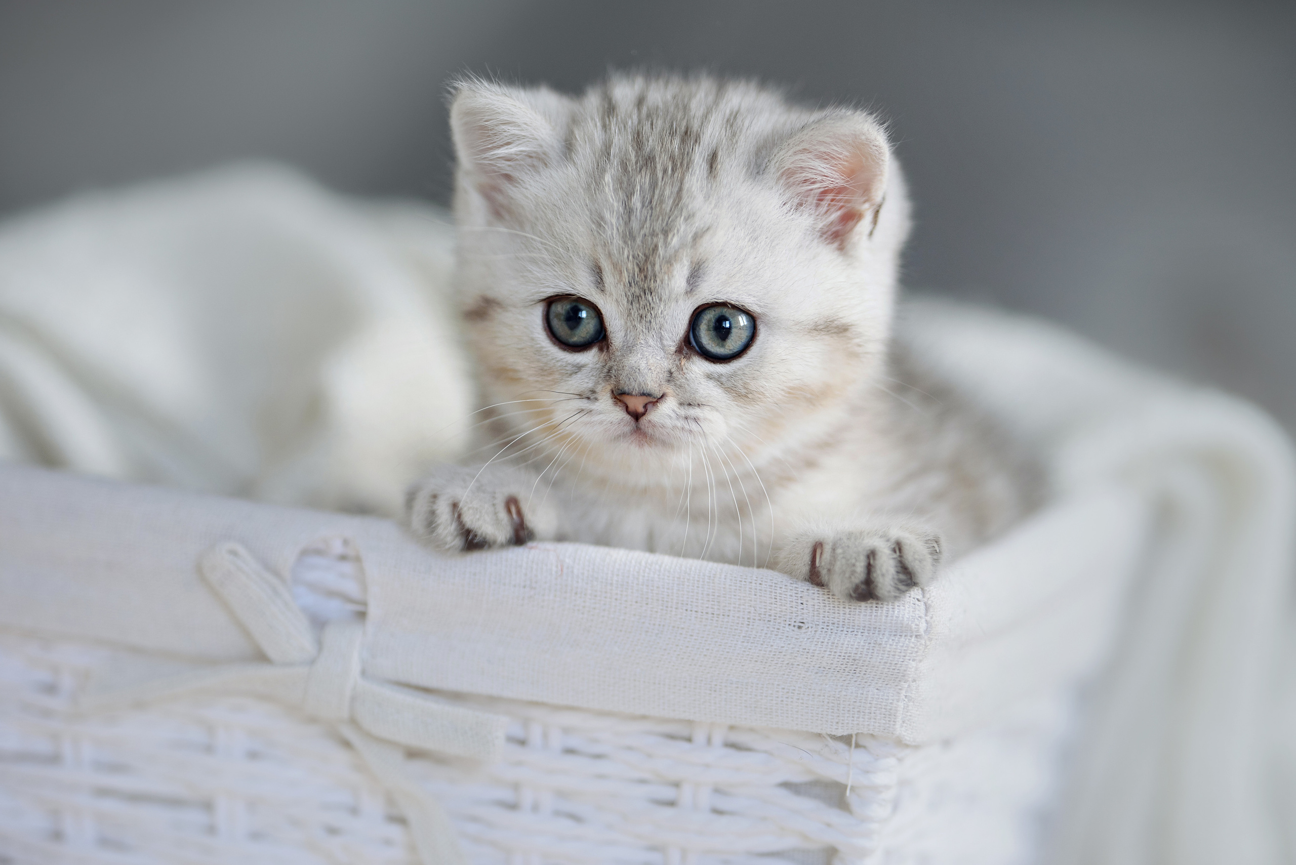 Собаки и кошки. Фотограф Вероника Ранцева, фотосессии с лошадьми в Минске и Могилеве