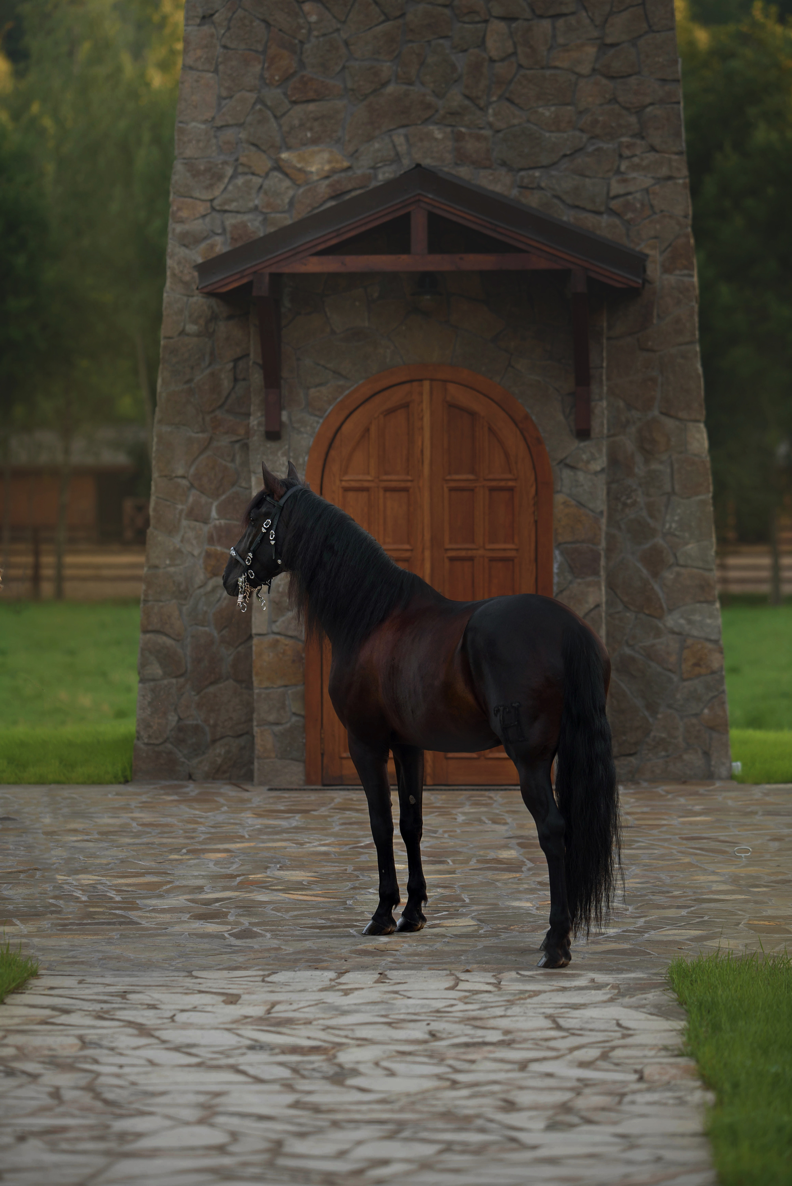 Лошади. Фотограф Вероника Ранцева, фотосессии с лошадьми в Минске и Могилеве