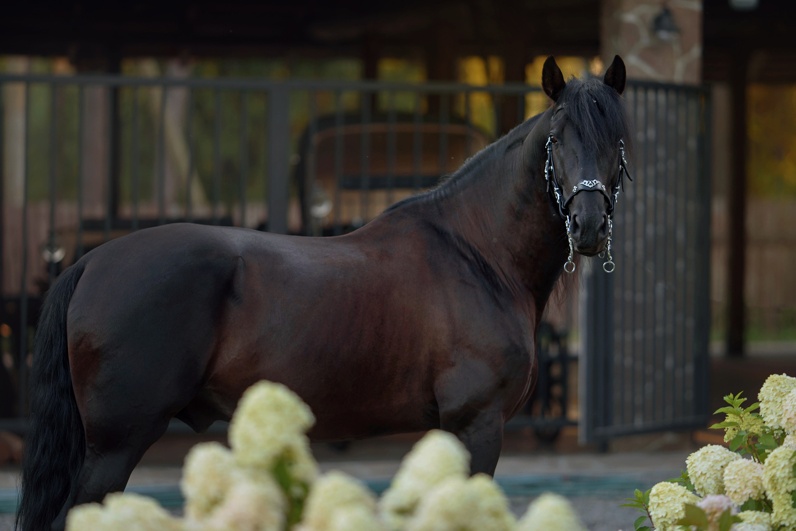 Лошади. Фотограф Вероника Ранцева, фотосессии с лошадьми в Минске и Могилеве