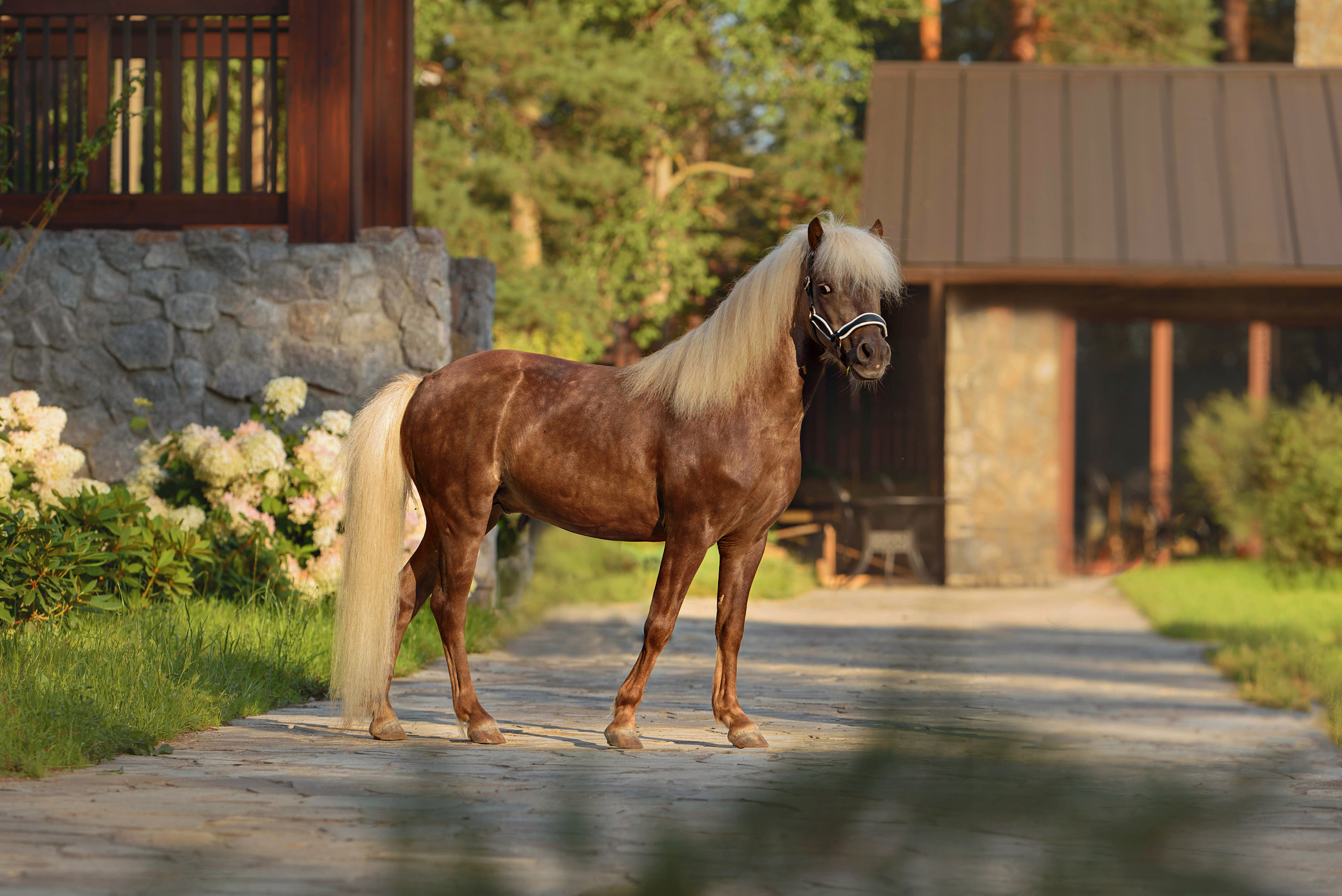Лошади. Фотограф Вероника Ранцева, фотосессии с лошадьми в Минске и Могилеве