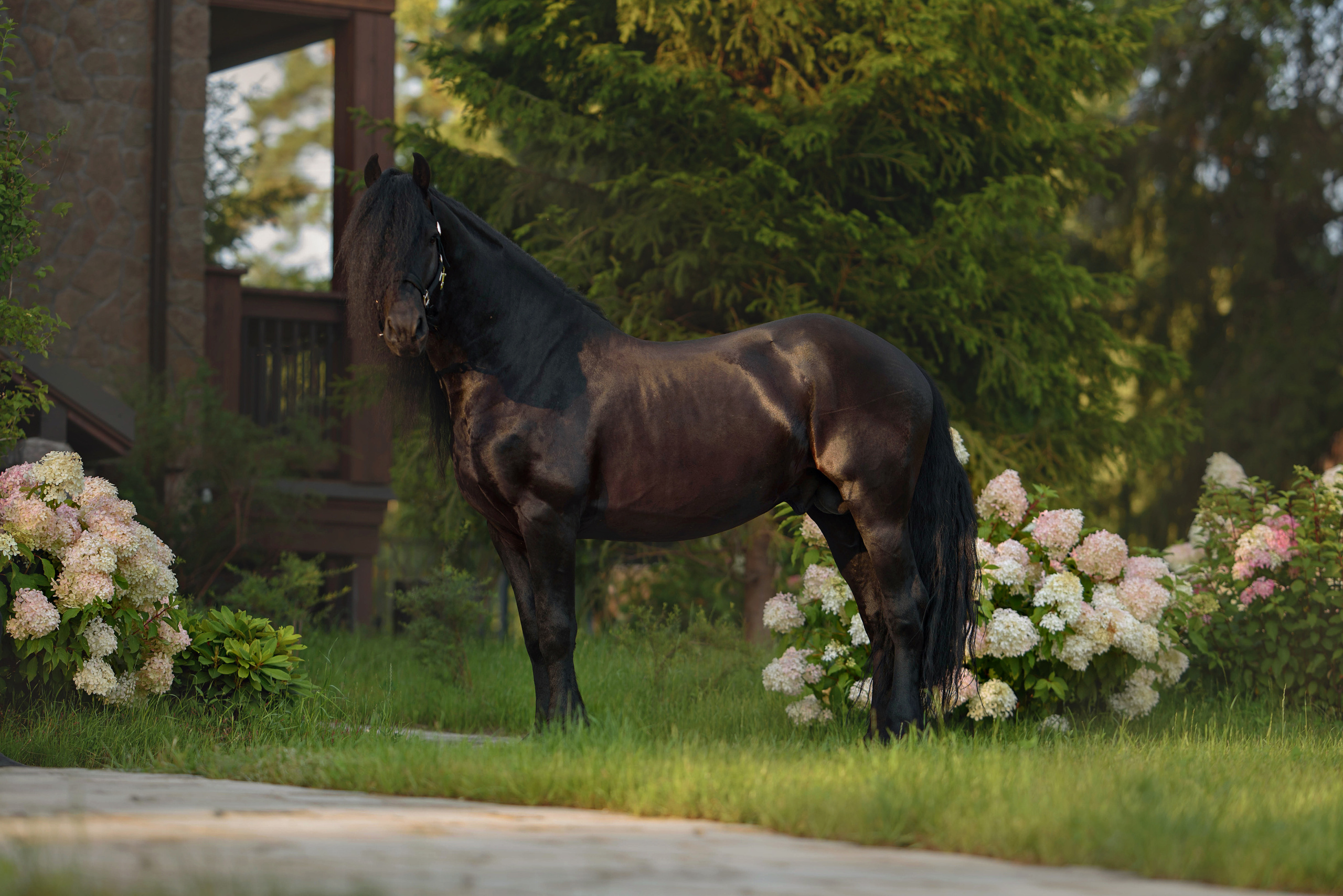 Лошади. Фотограф Вероника Ранцева, фотосессии с лошадьми в Минске и Могилеве