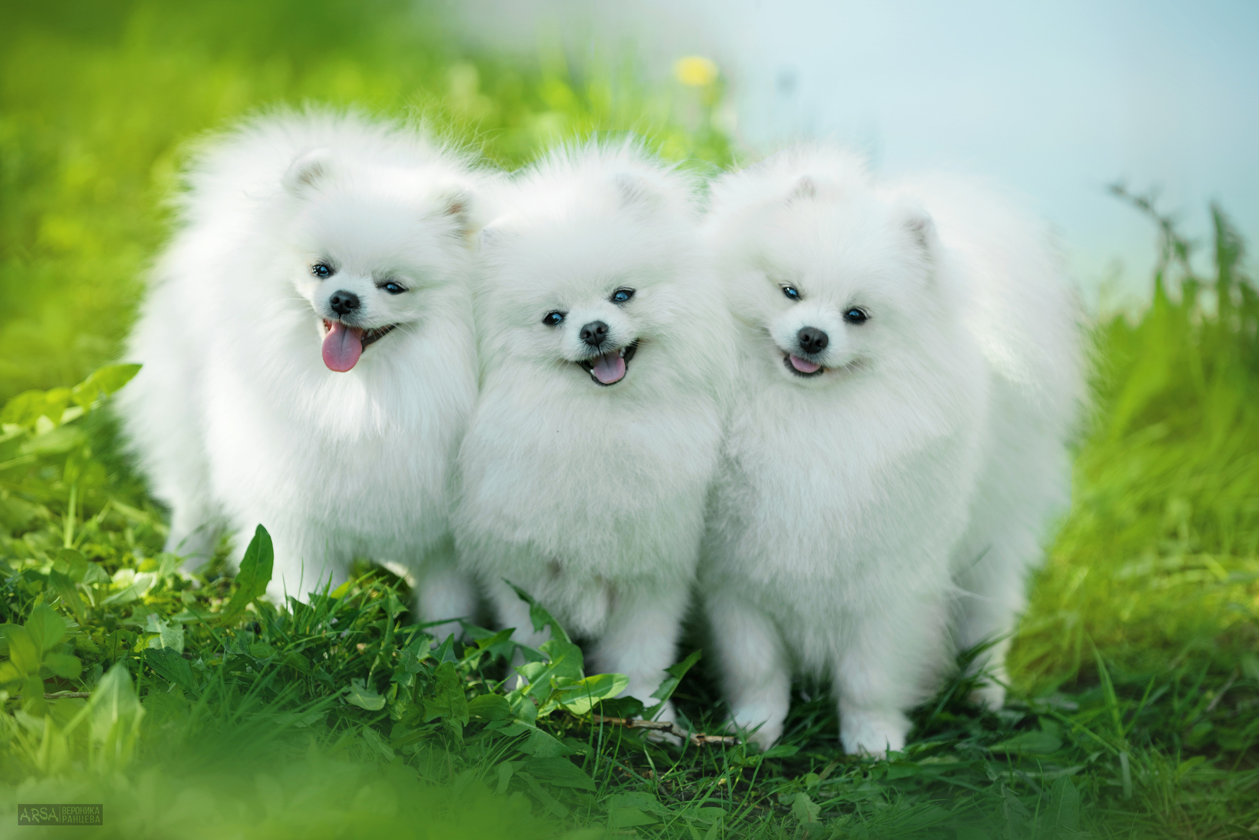 Собаки и кошки. Фотограф Вероника Ранцева, фотосессии с лошадьми в Минске и Могилеве