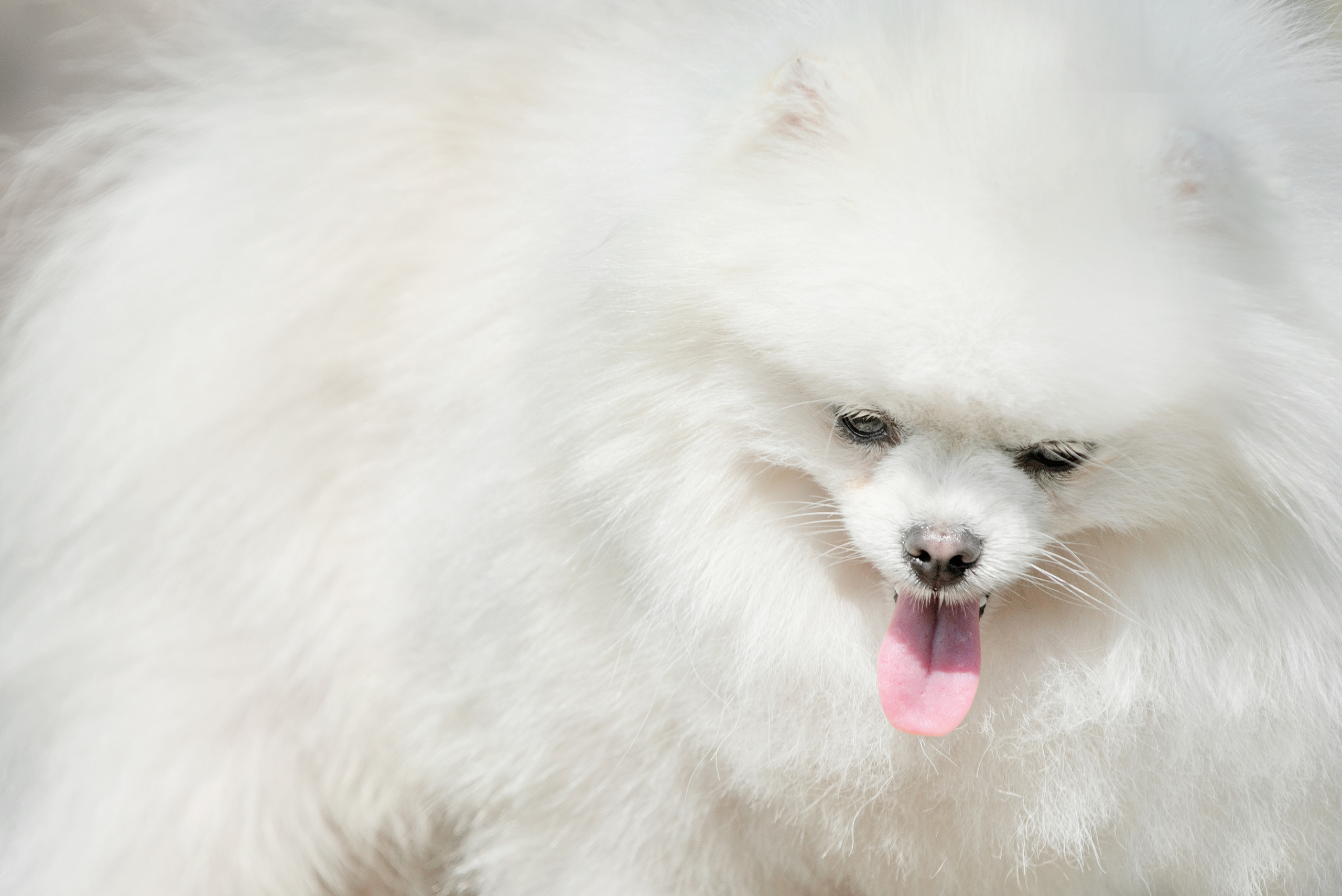 Собаки и кошки. Фотограф Вероника Ранцева, фотосессии с лошадьми в Минске и Могилеве