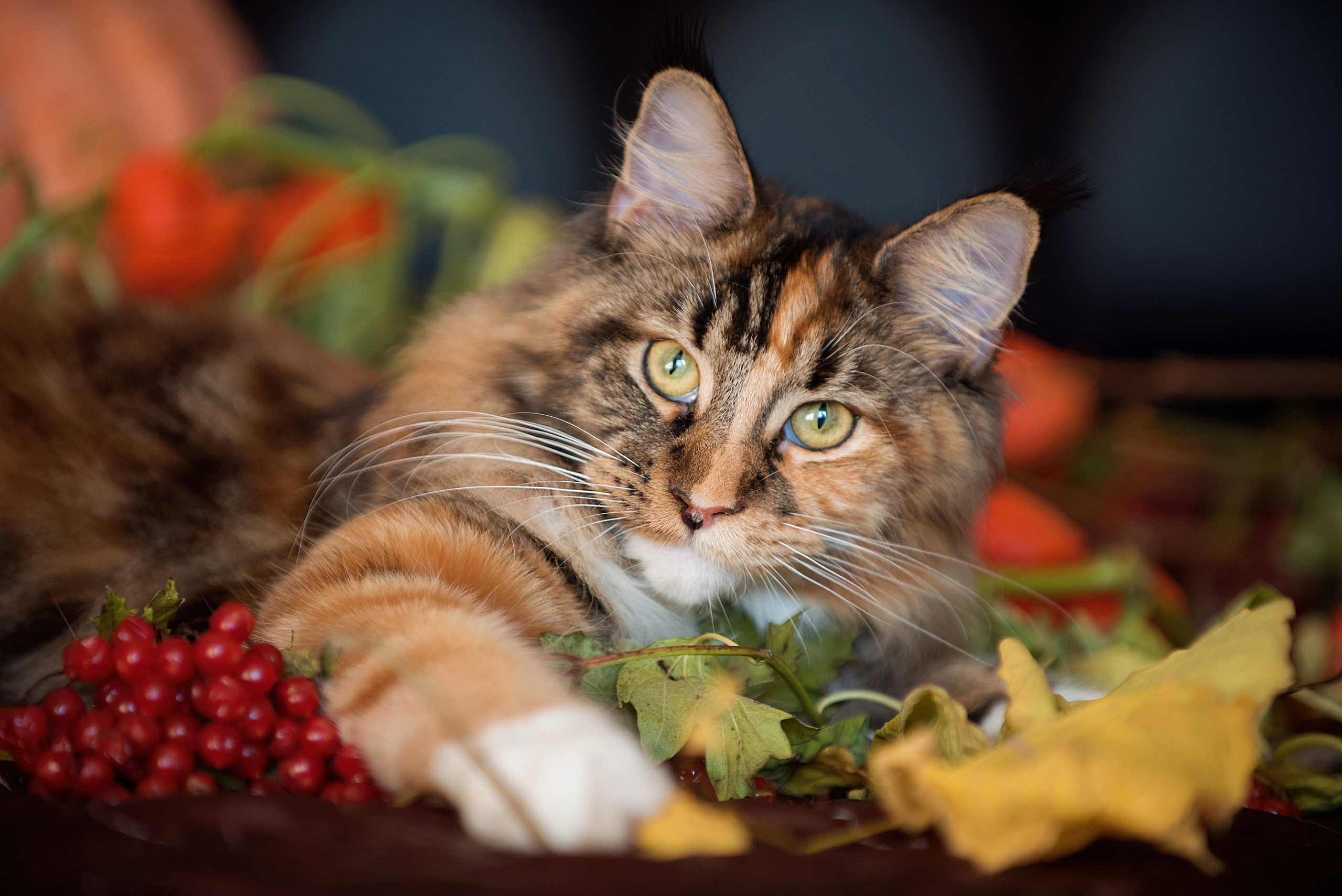 Собаки и кошки. Фотограф Вероника Ранцева, фотосессии с лошадьми в Минске и Могилеве